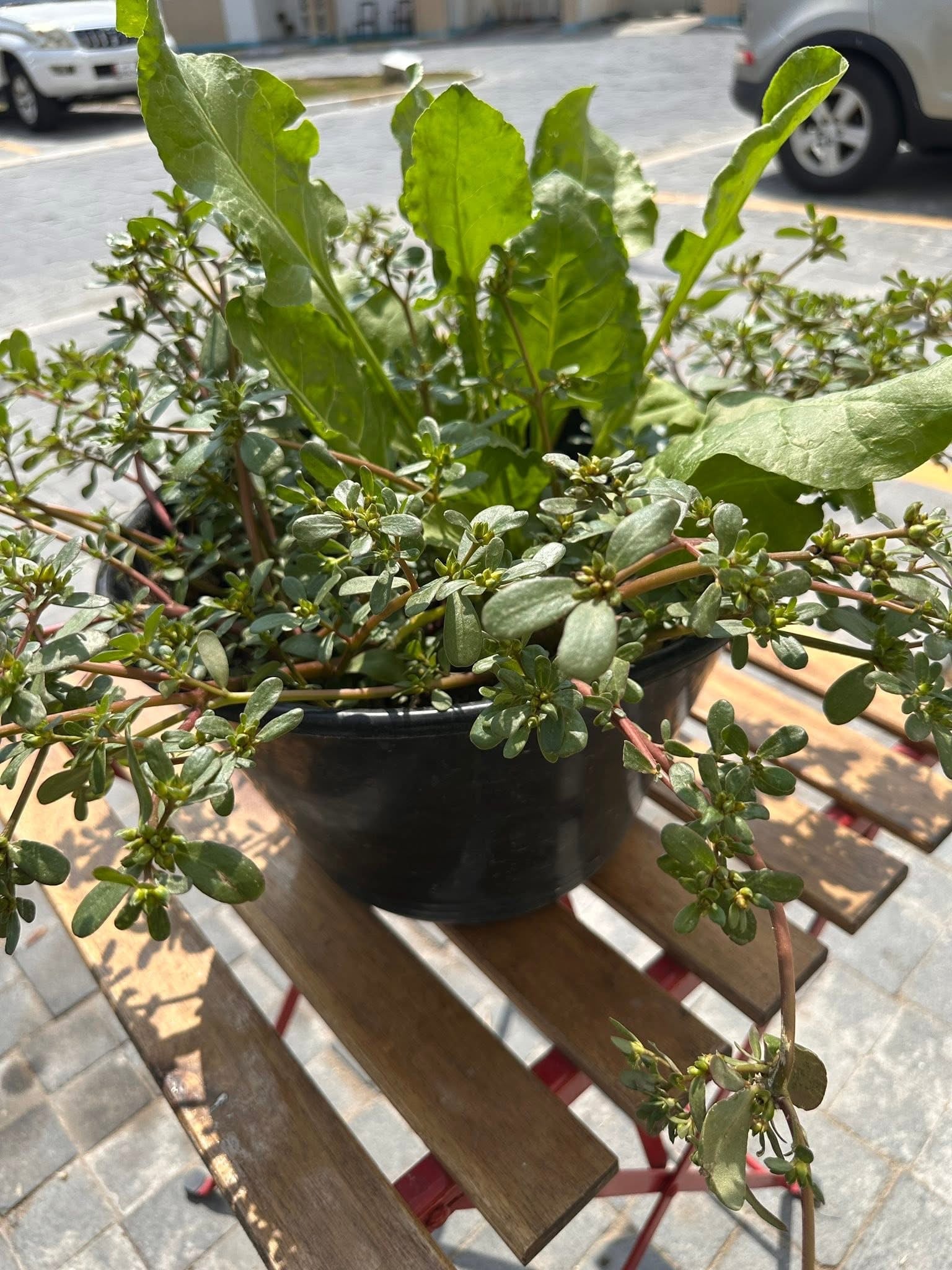 Plants for sale low price  - Image 2
