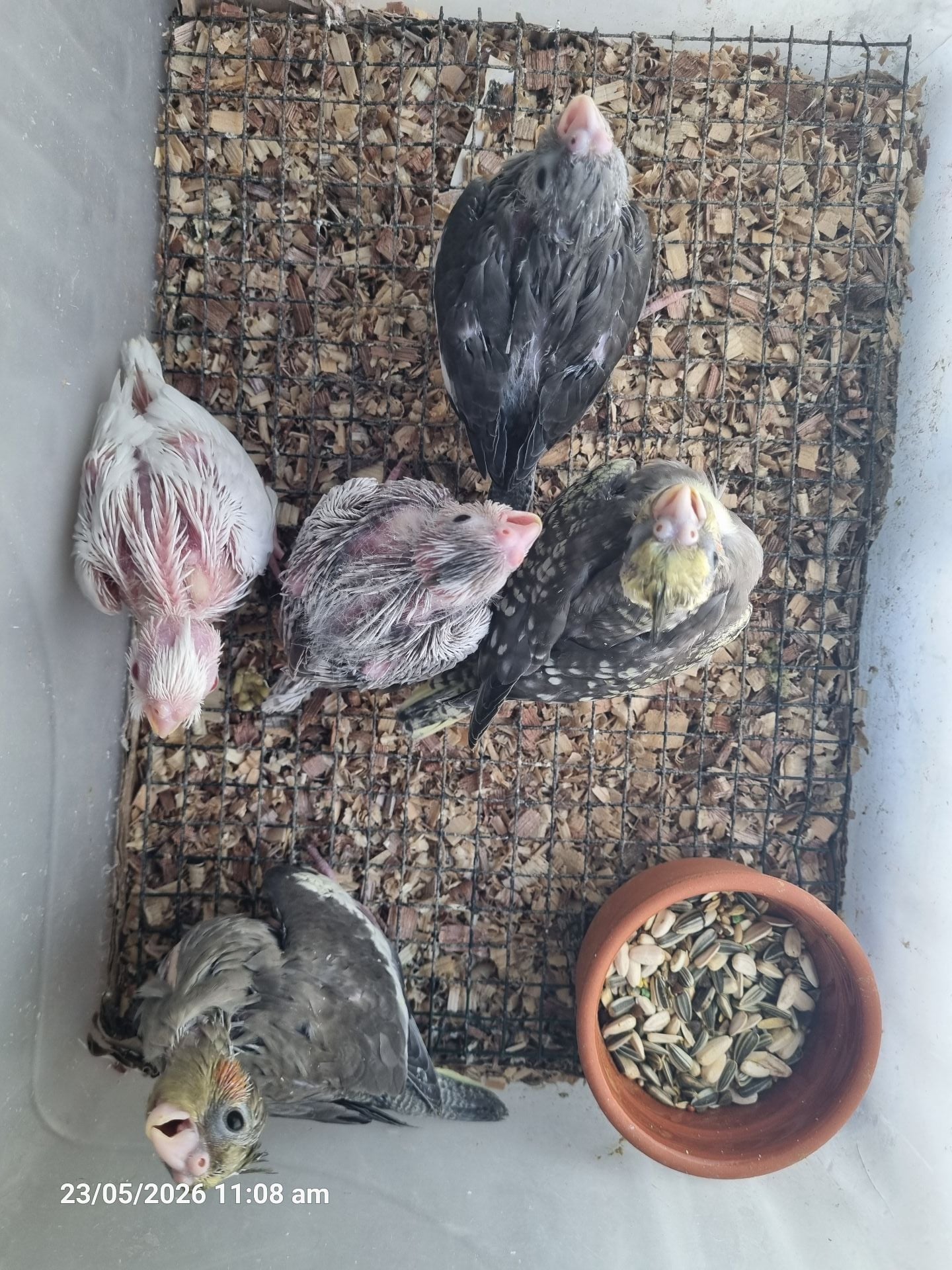 White Face Cockatiel Chicks فروخ كوكتيل وايت فيس  - Image 5