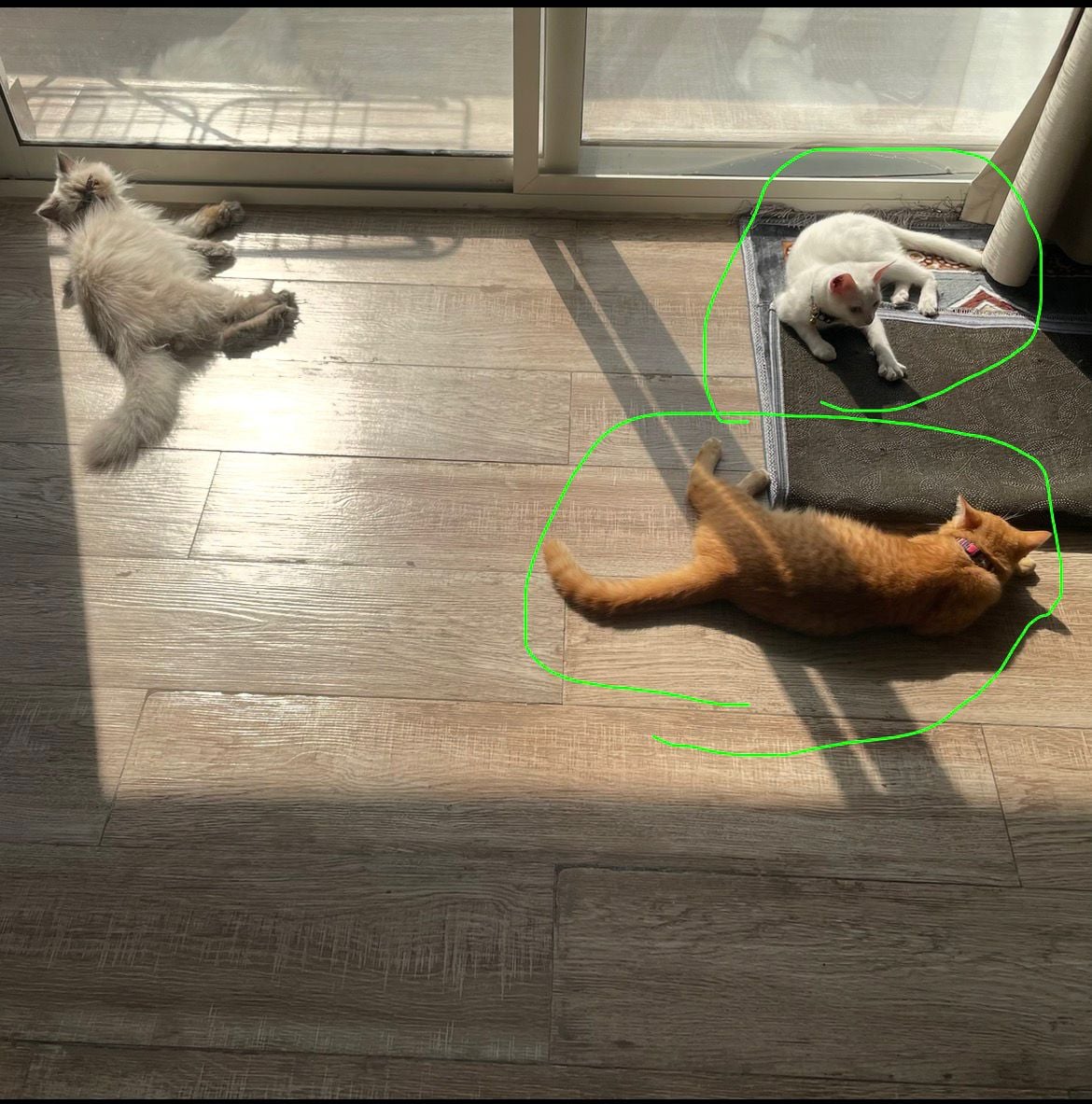 cat adaptation - Image 4