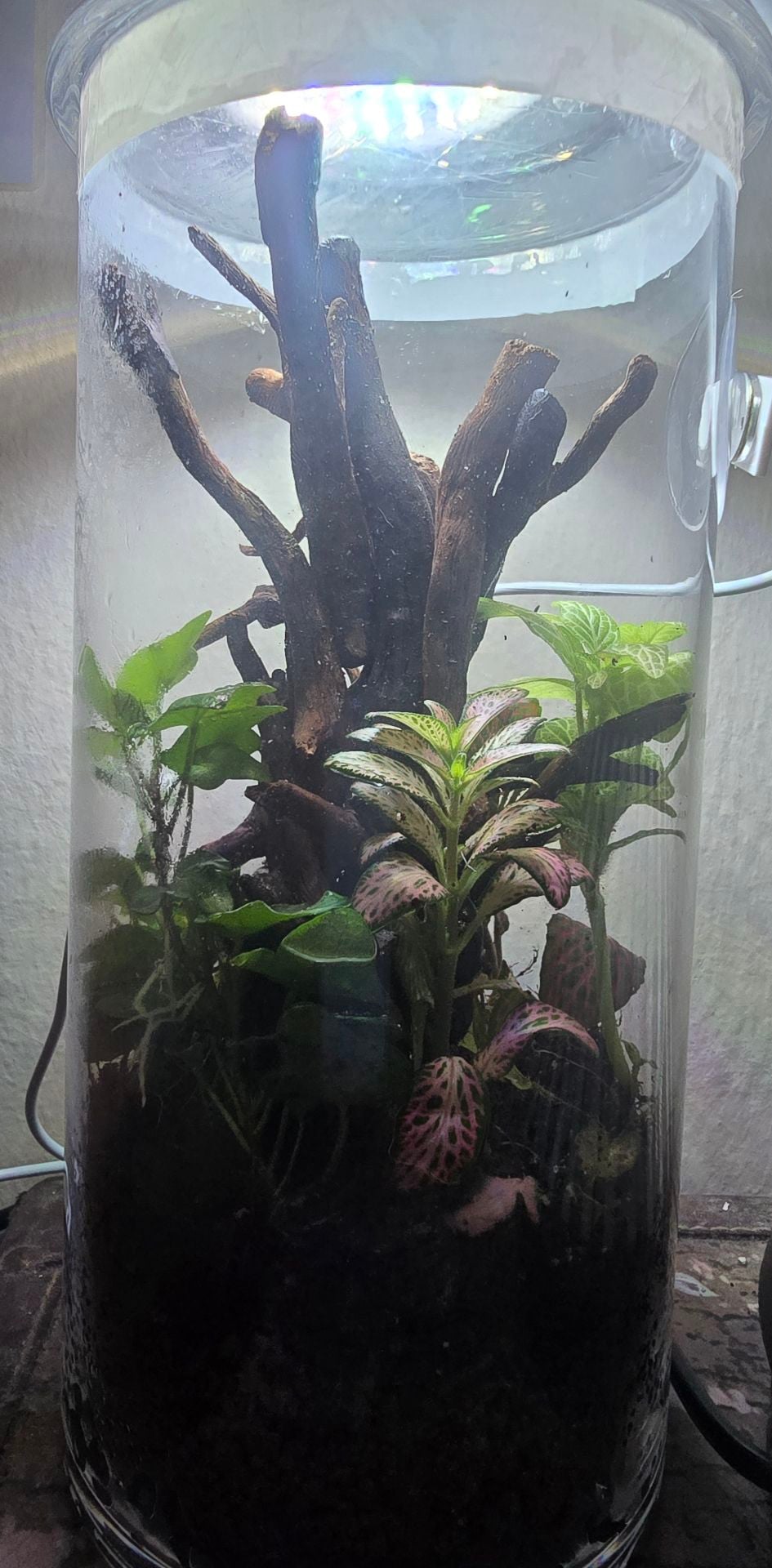 Terrarium  - Image 4