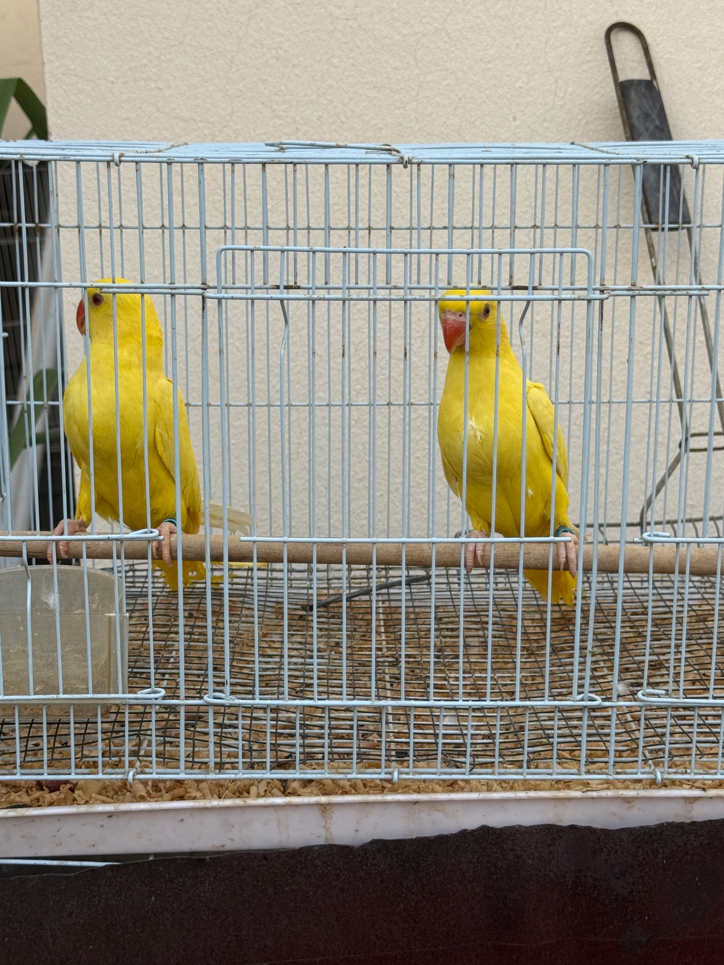 parrot ringneck yellow 2months best age for training  - Image 8