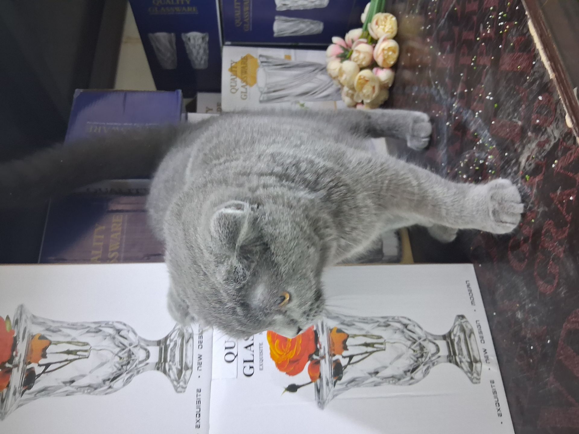 Scottish fold - Image 5