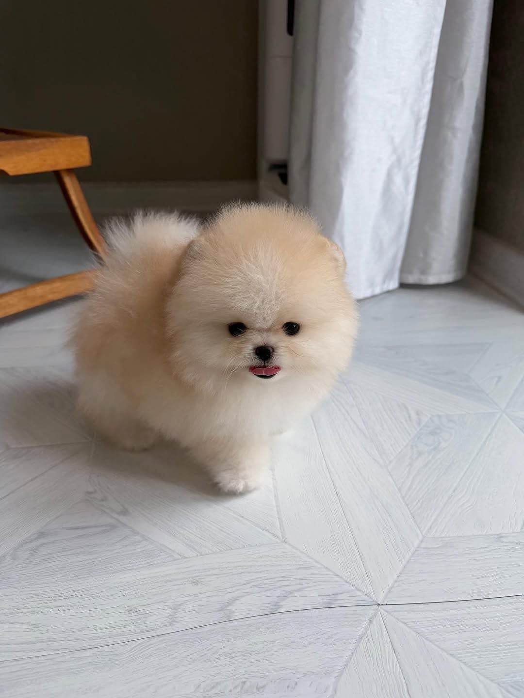 Teacup Pomeranian Puppy  - Image 5