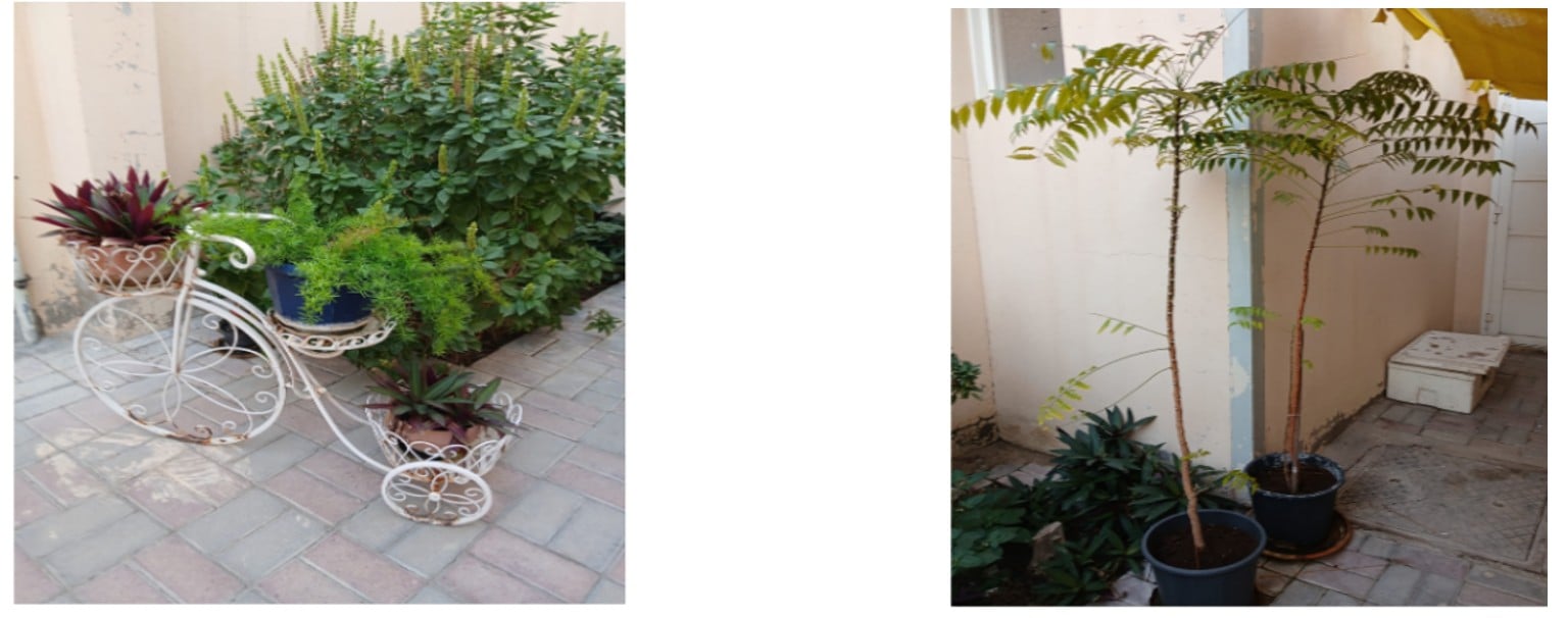 Various Outdoor Plants - Image 2