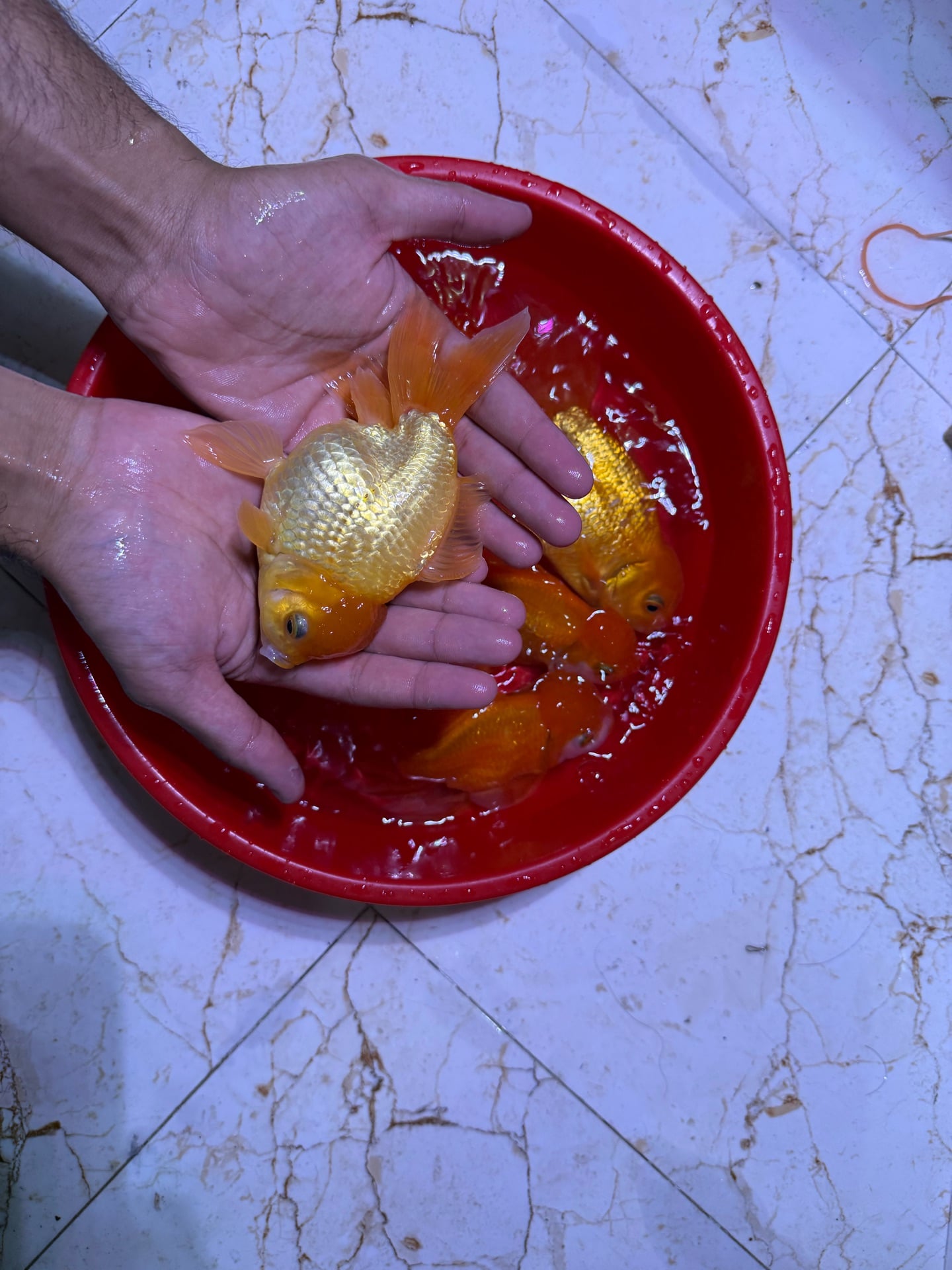 Oranda goldfish jumbo pair - Image 3
