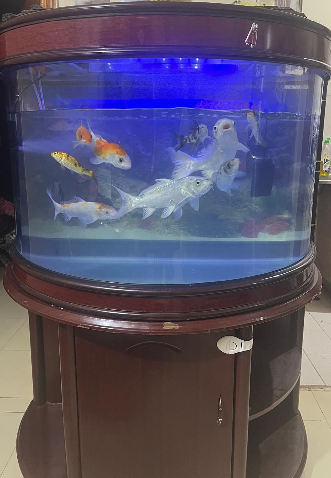 Aquarium with fish - Image 1