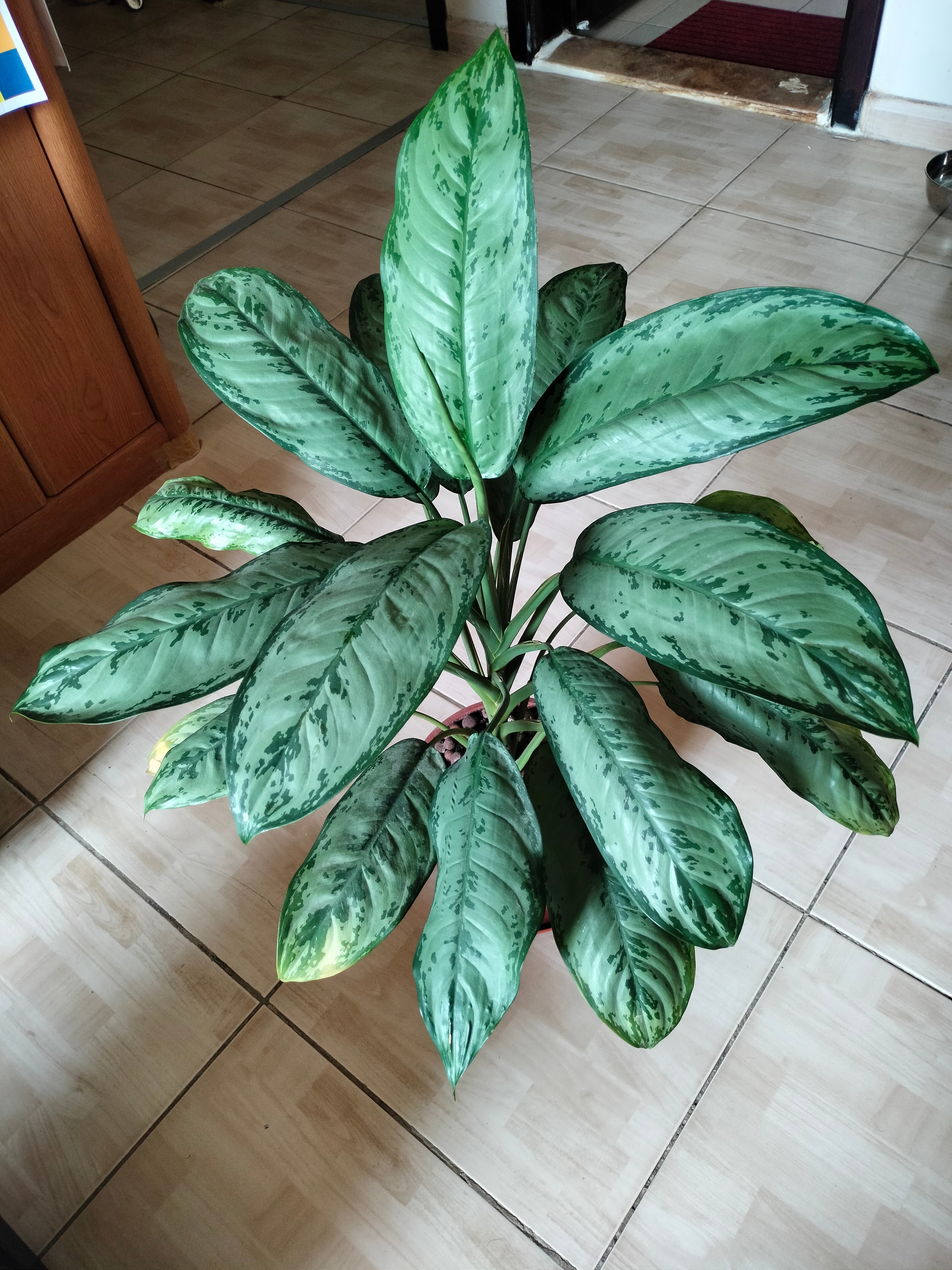 Plant with pot for urgent sale  - Image 3