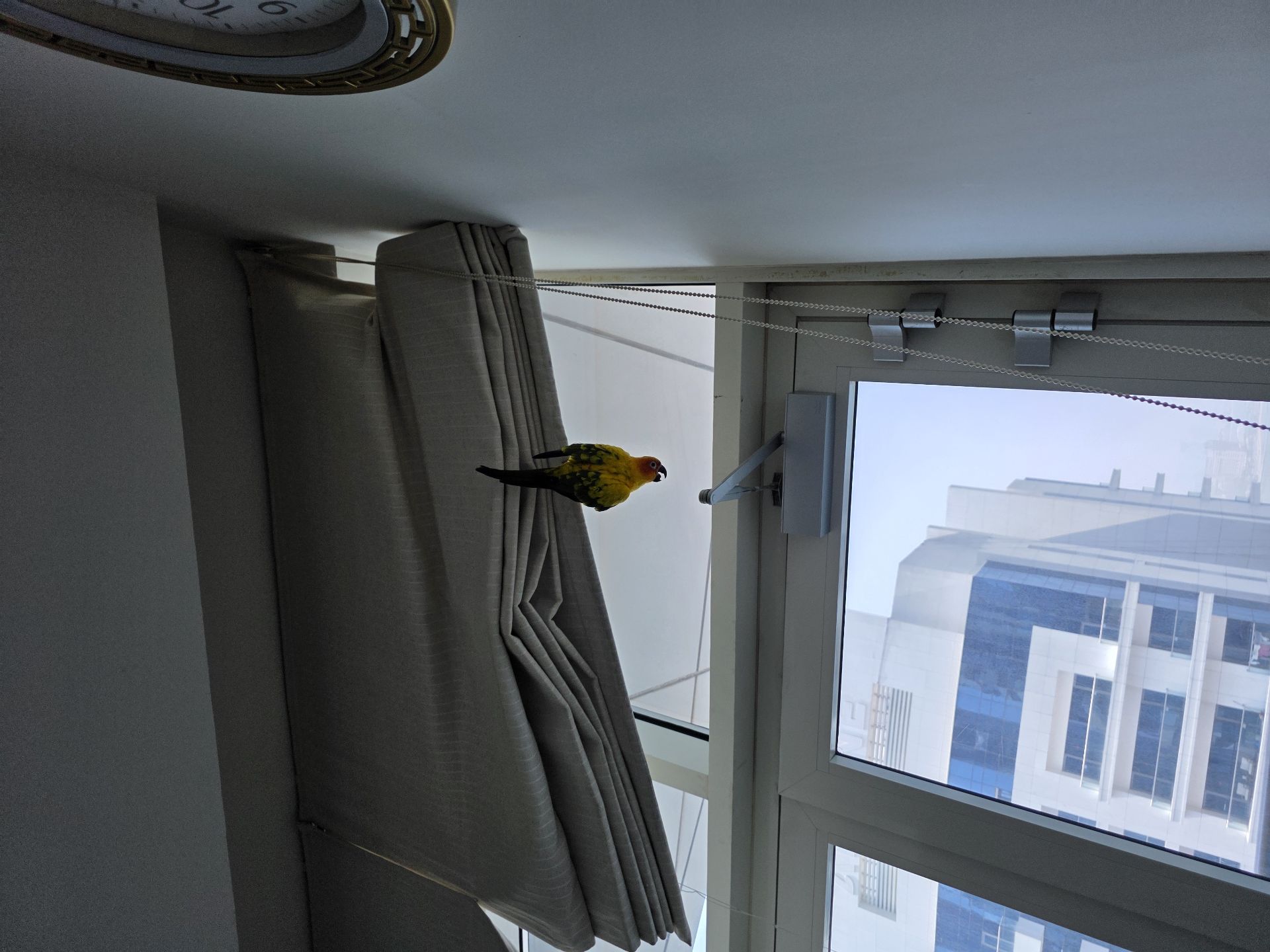 ببغاء Sunconure Mango - Image 8