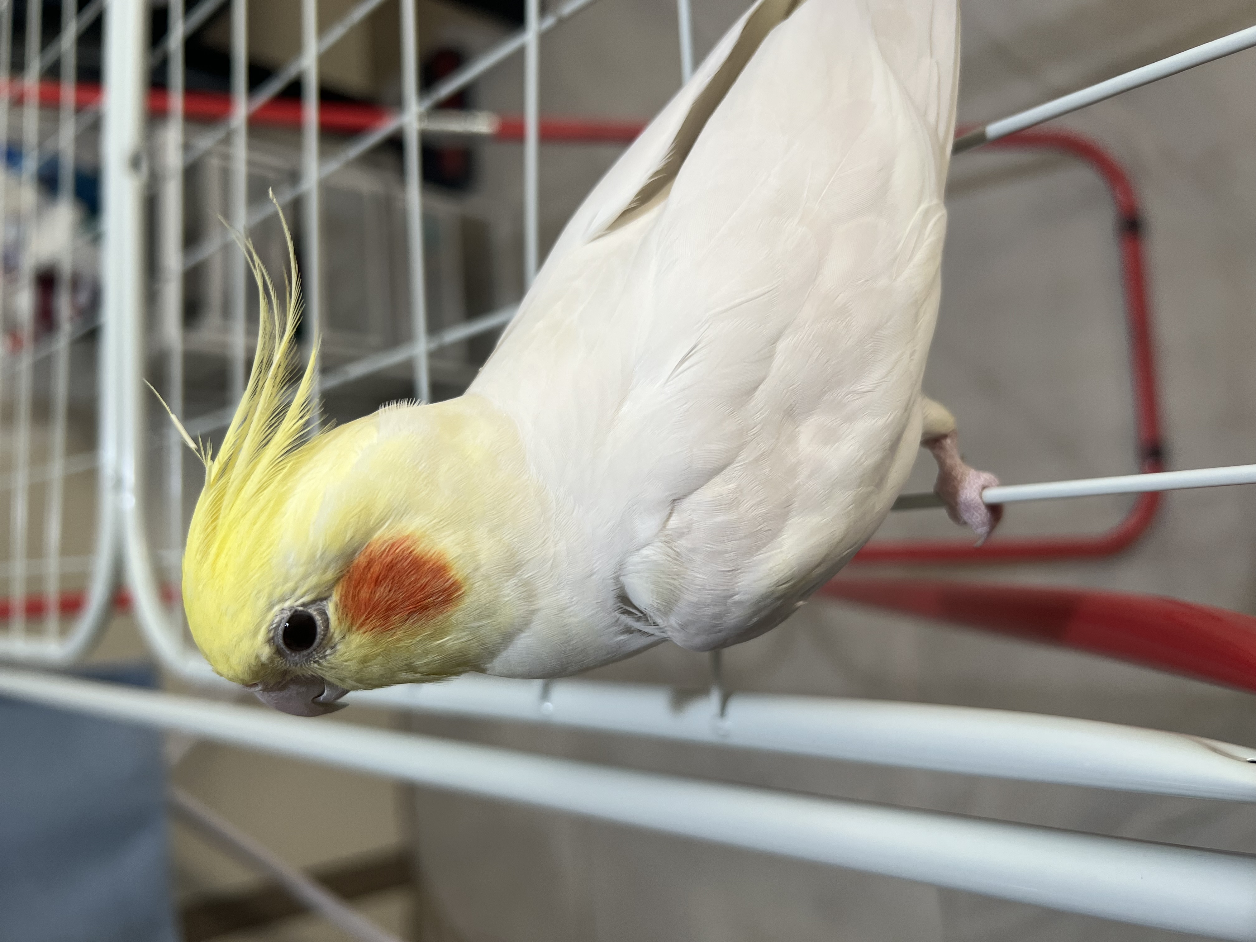 Highly trained and Tamed Cockatiels - Image 5
