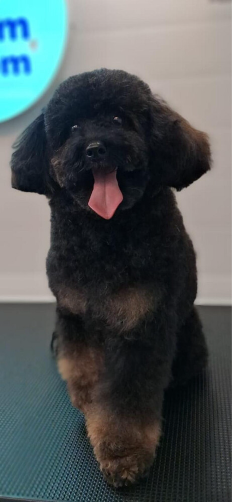 toy poodle reservation  - Image 6