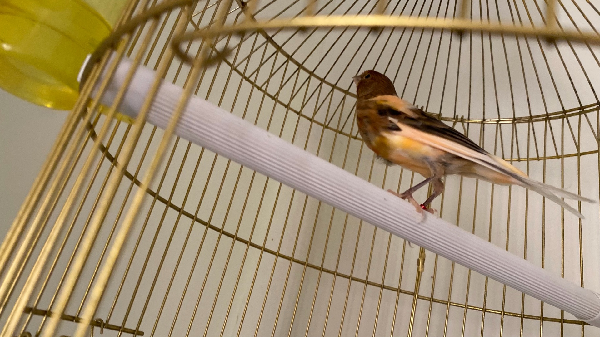Lovely canary bird for sale. Strong, sweet singing voice, active and healthy. - Image 1