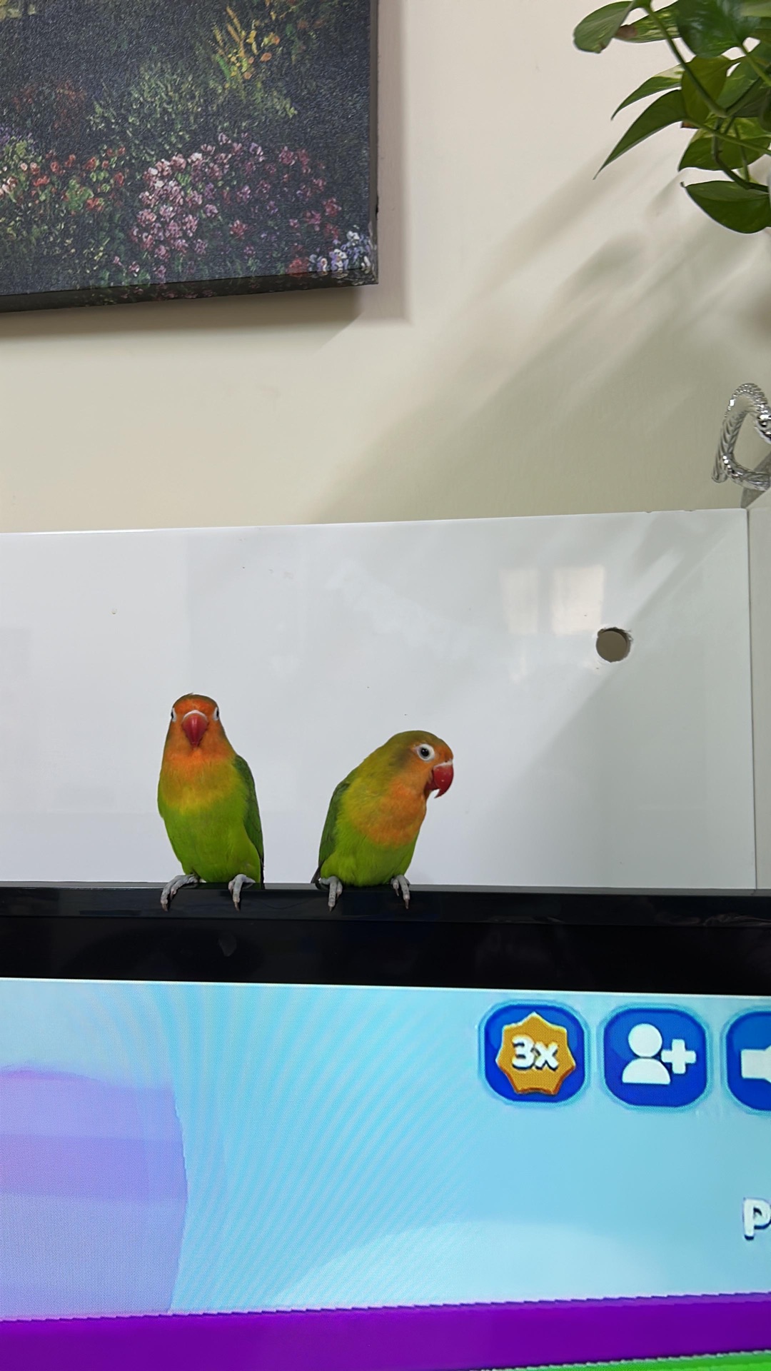 One pair of African Love Birds for sale - Image 3