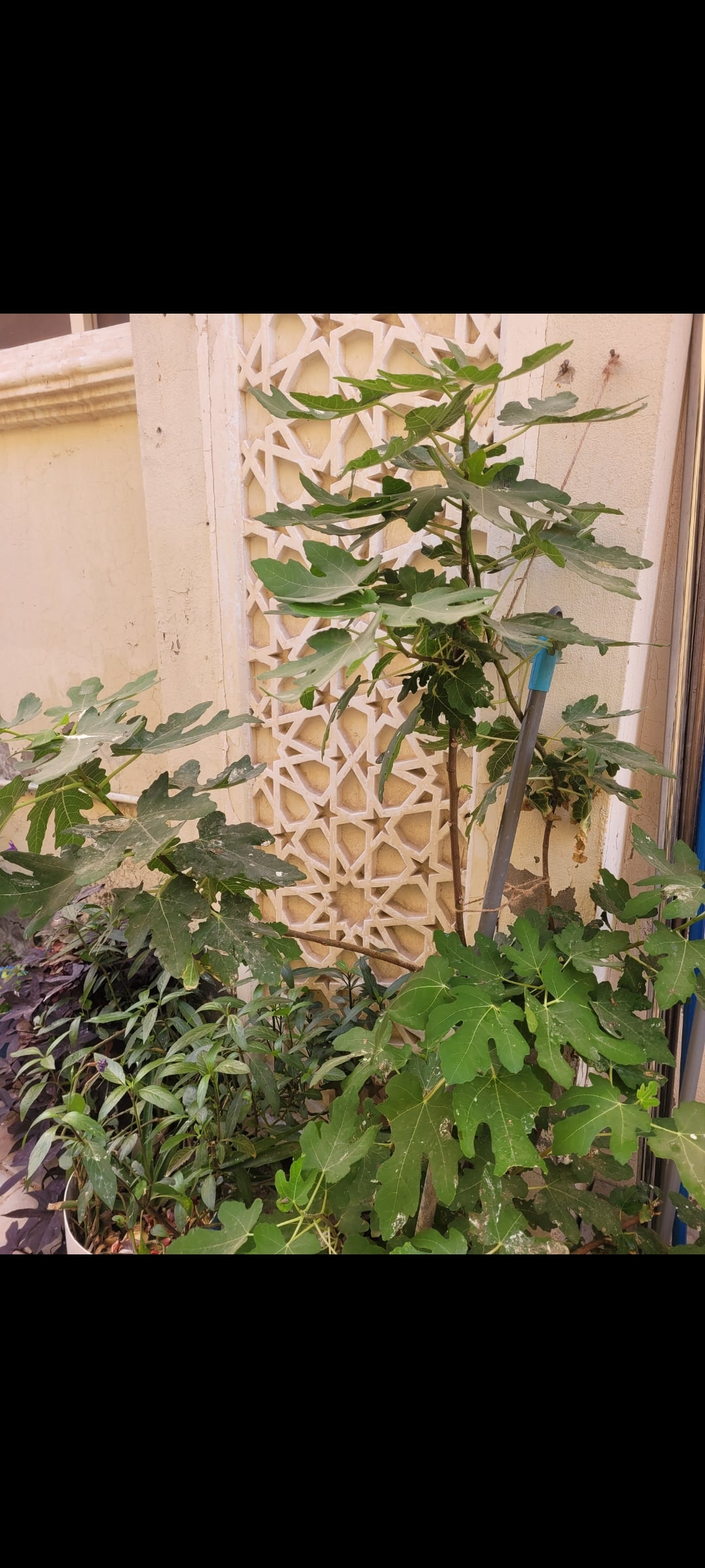 Plant - Image 1