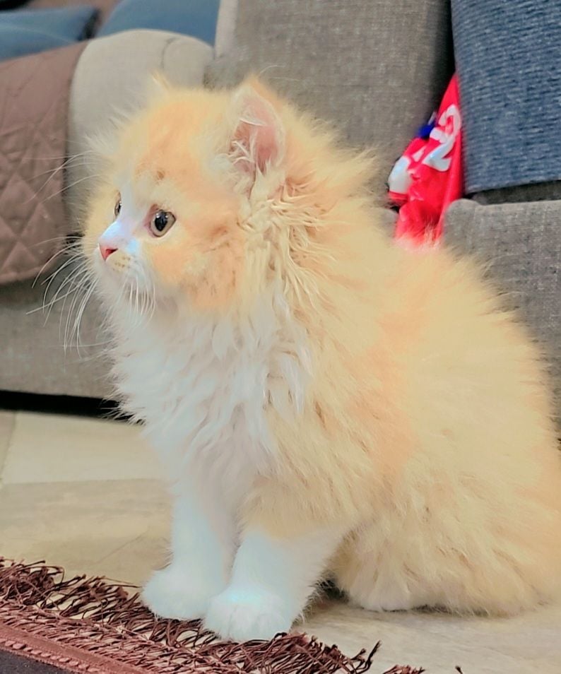 Shirazi& Scottish fold mix - Image 4