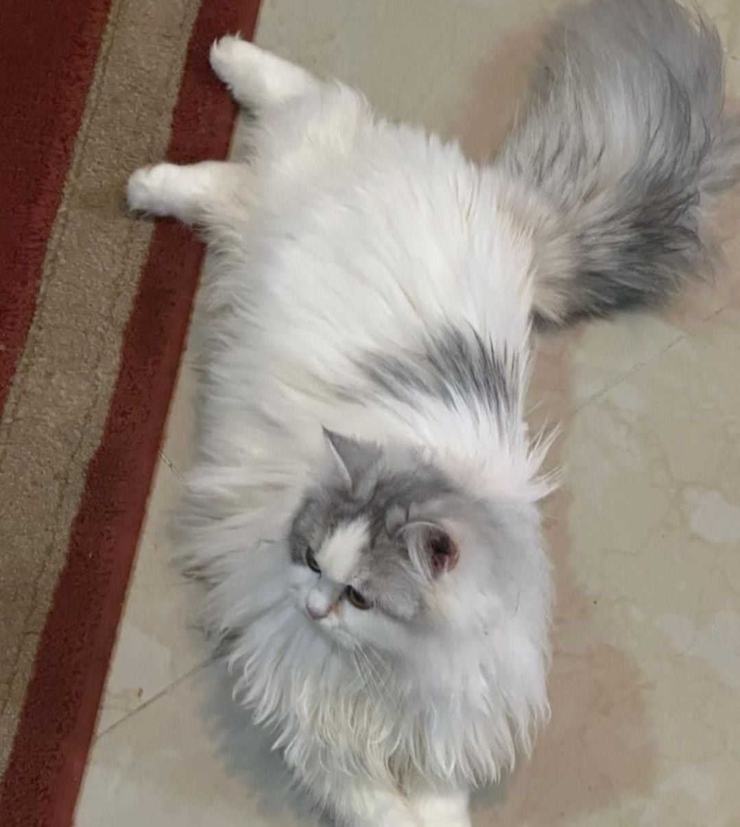 White Cat - Image 4
