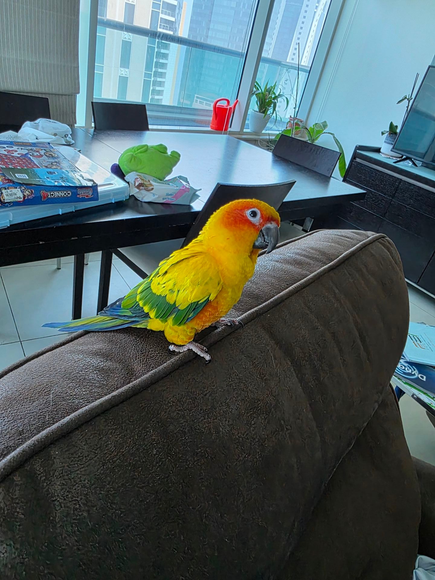 ببغاء Sunconure Mango - Image 1