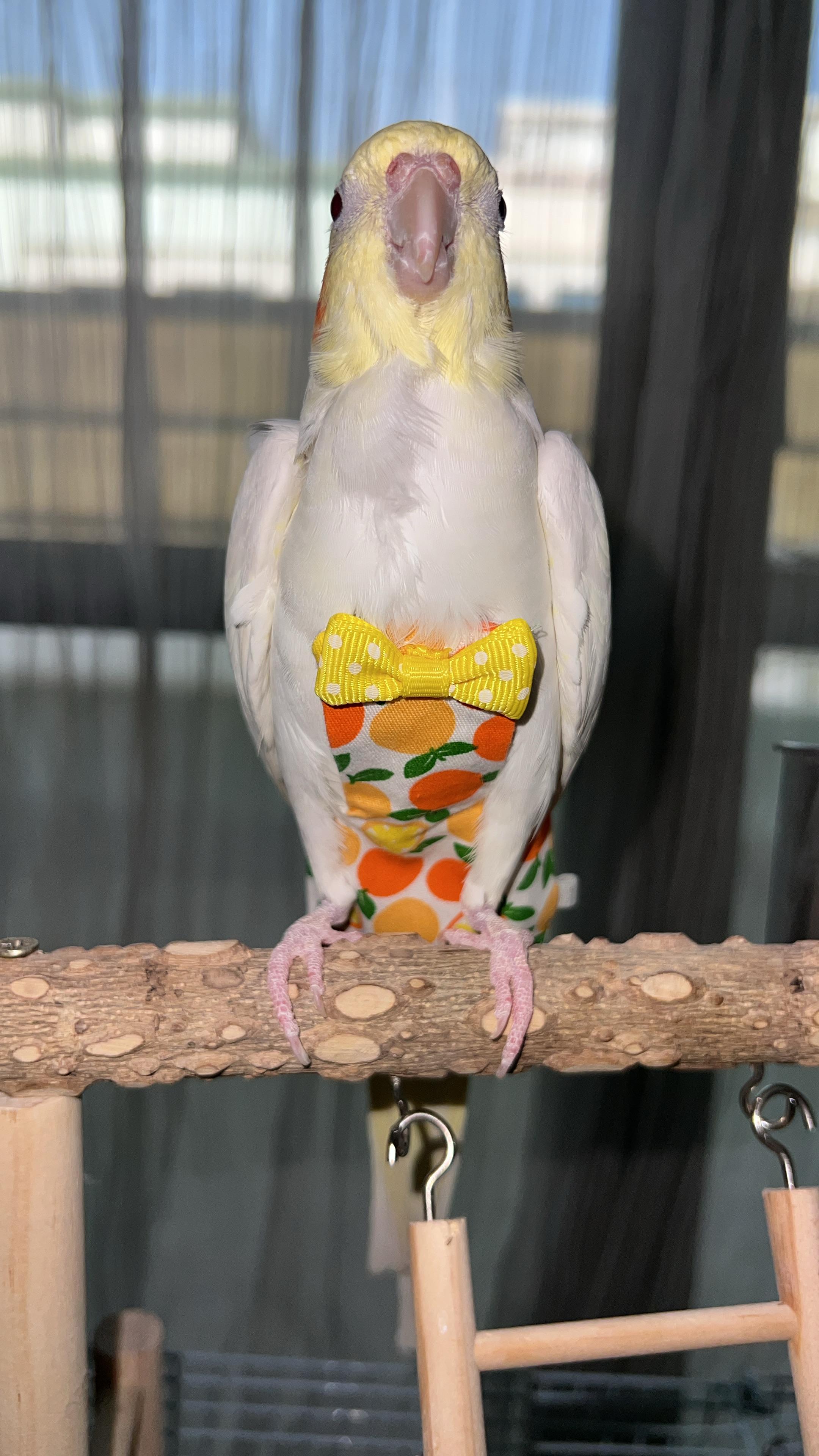 Highly trained and Tamed Cockatiels - Image 2