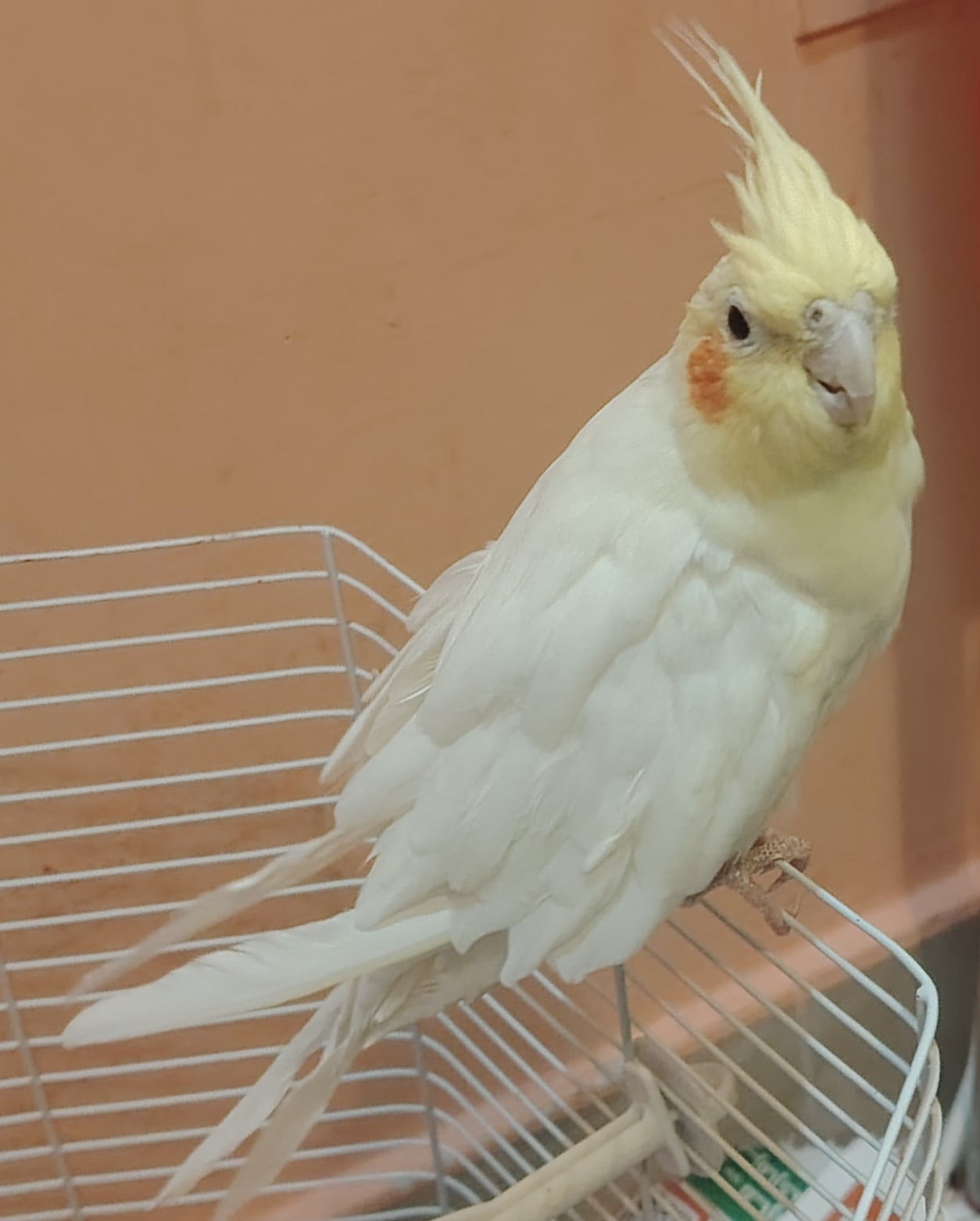 Cocktail for sale - Image 1