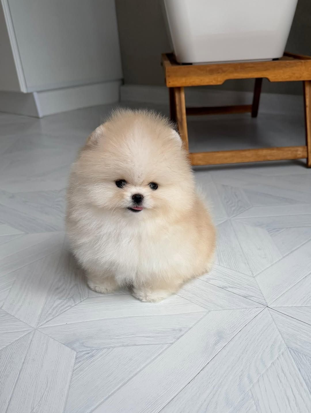 Teacup Pomeranian Puppy  - Image 4