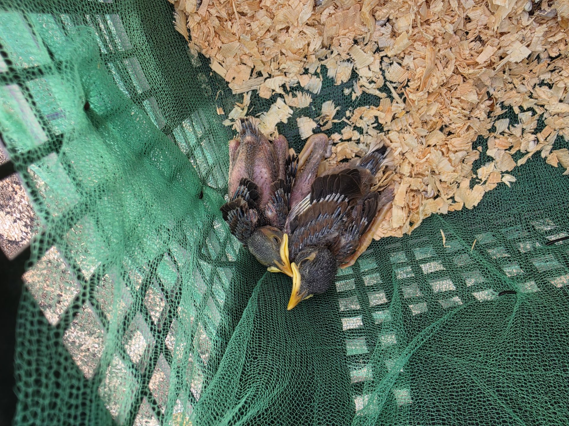 Bird  - Image 2