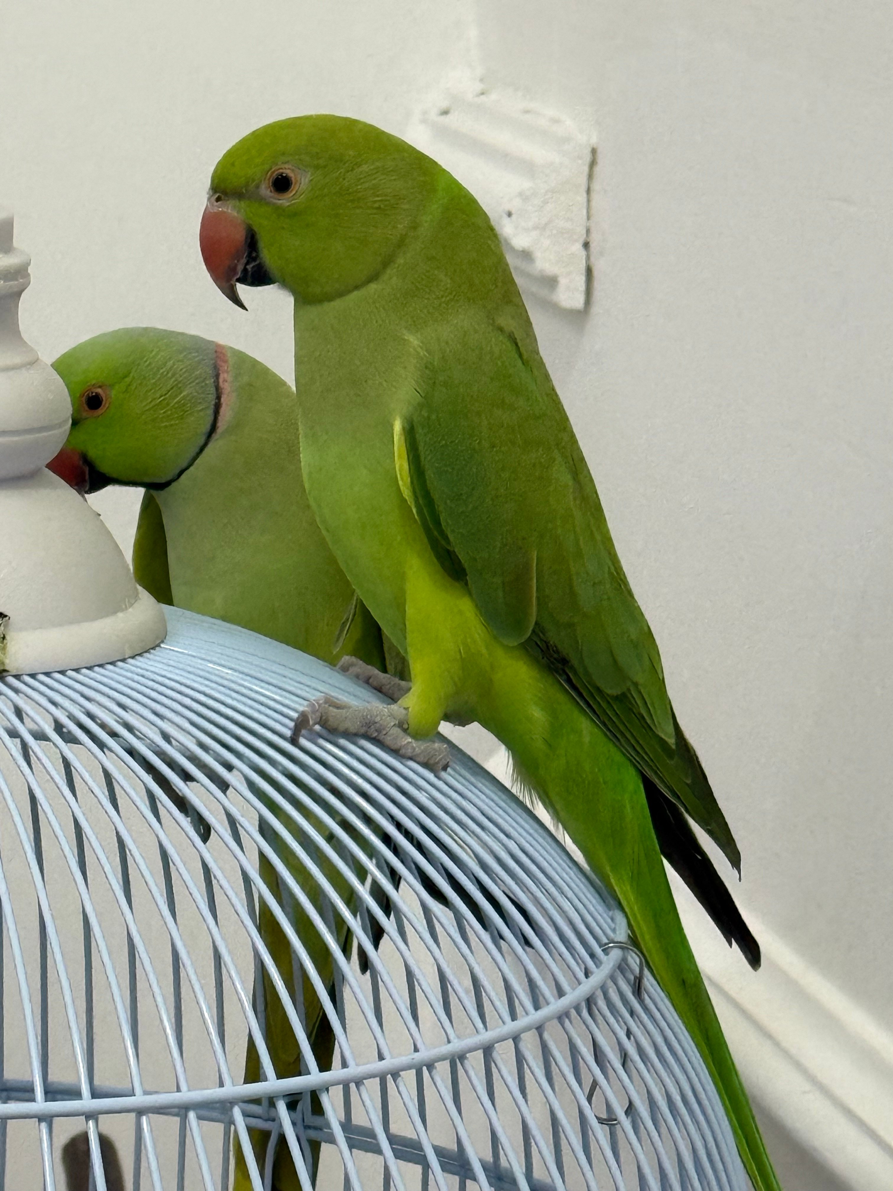 Green parrots for sale - Image 2