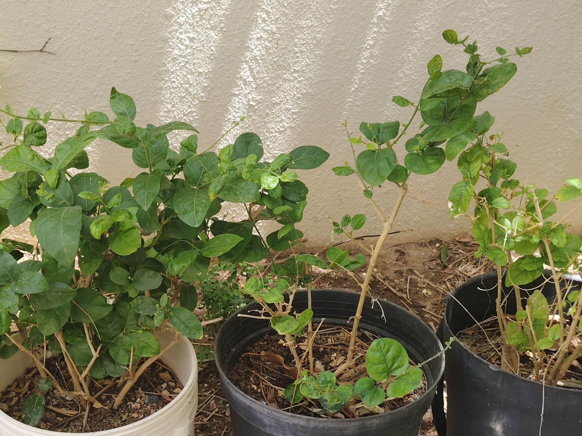 4 jasmine plant - Image 3