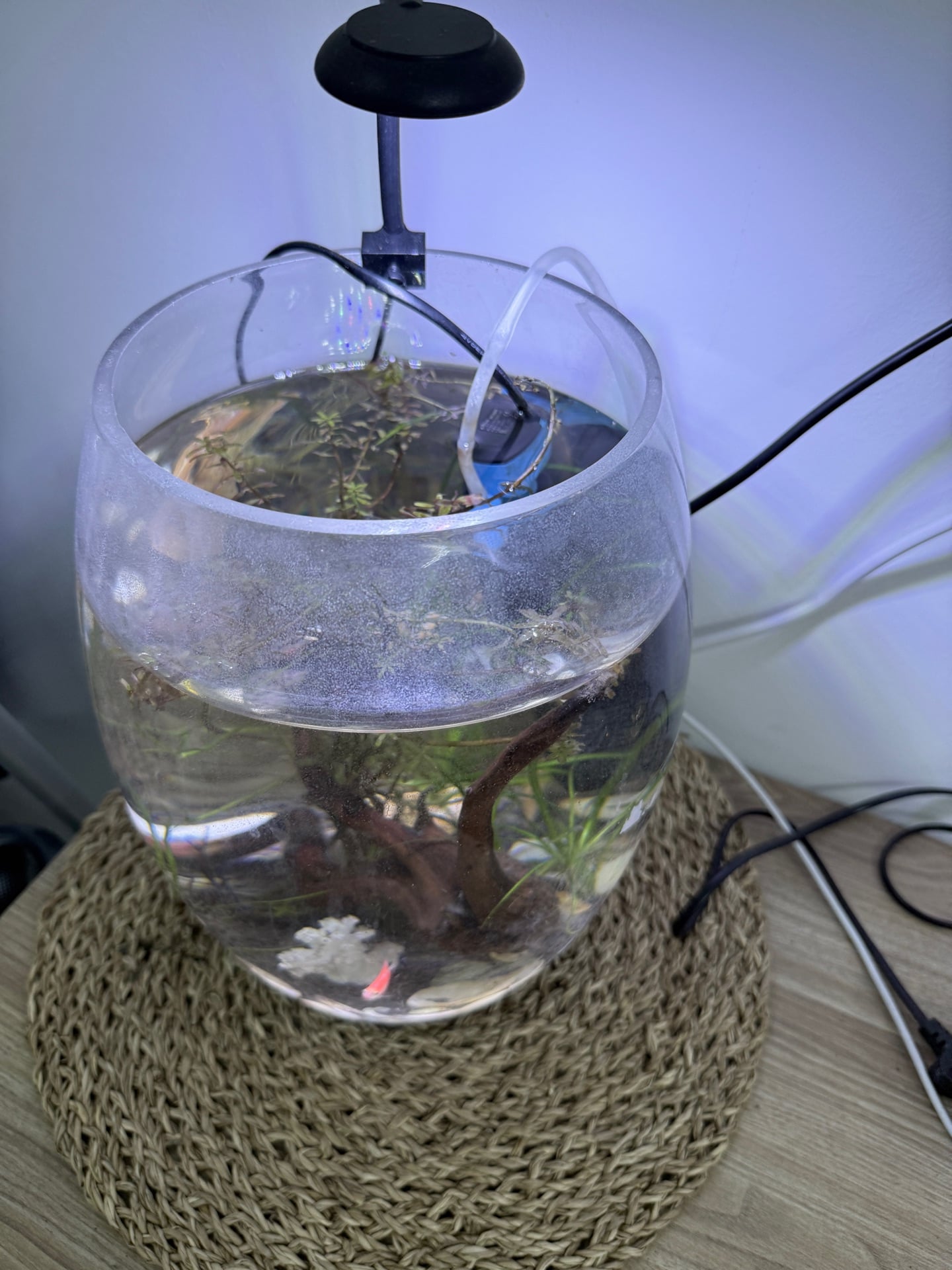 Aquarium with natural plants with 3 different lighting  - Image 3