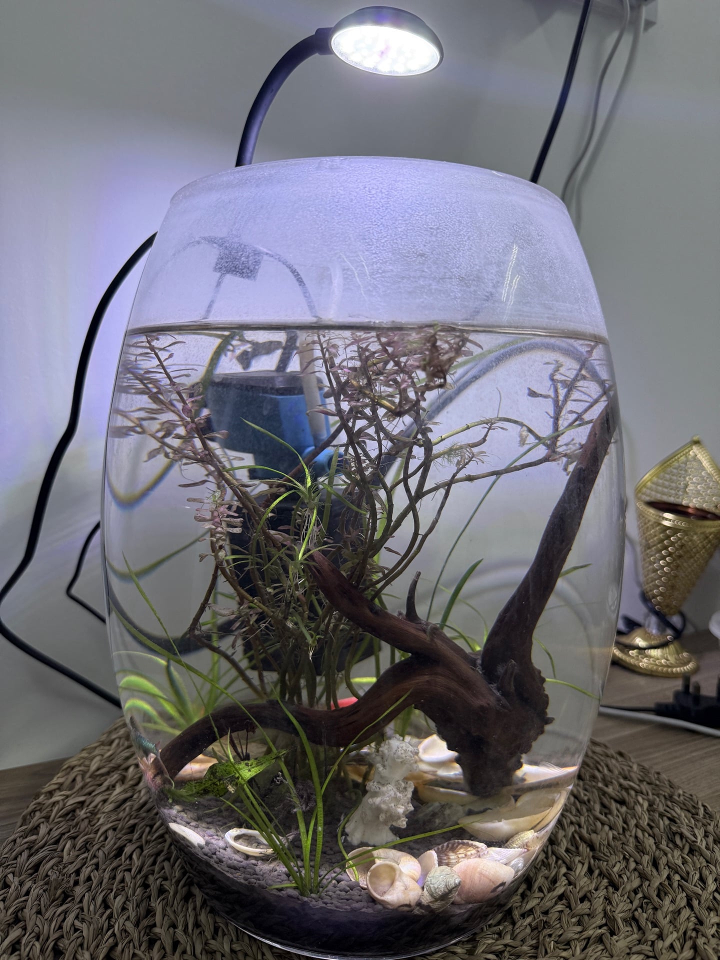 Aquarium with natural plants with 3 different lighting  - Image 2