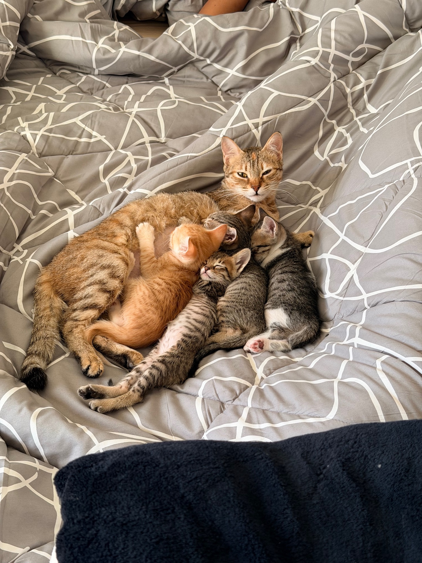 Kittens - Image 2