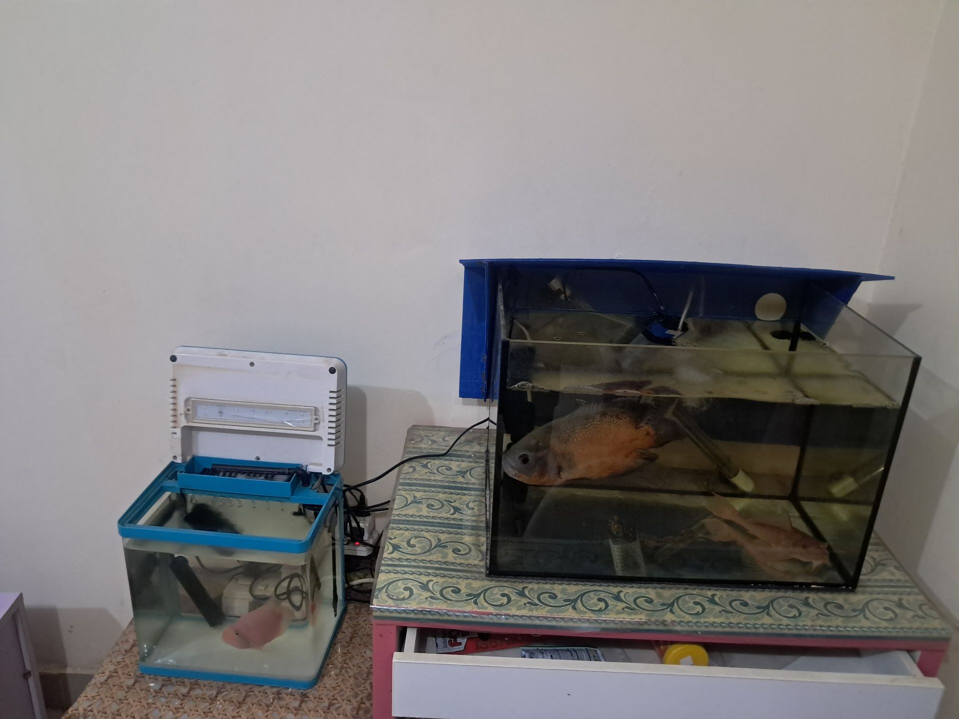 Fishes with 2 aquarium  - Image 4