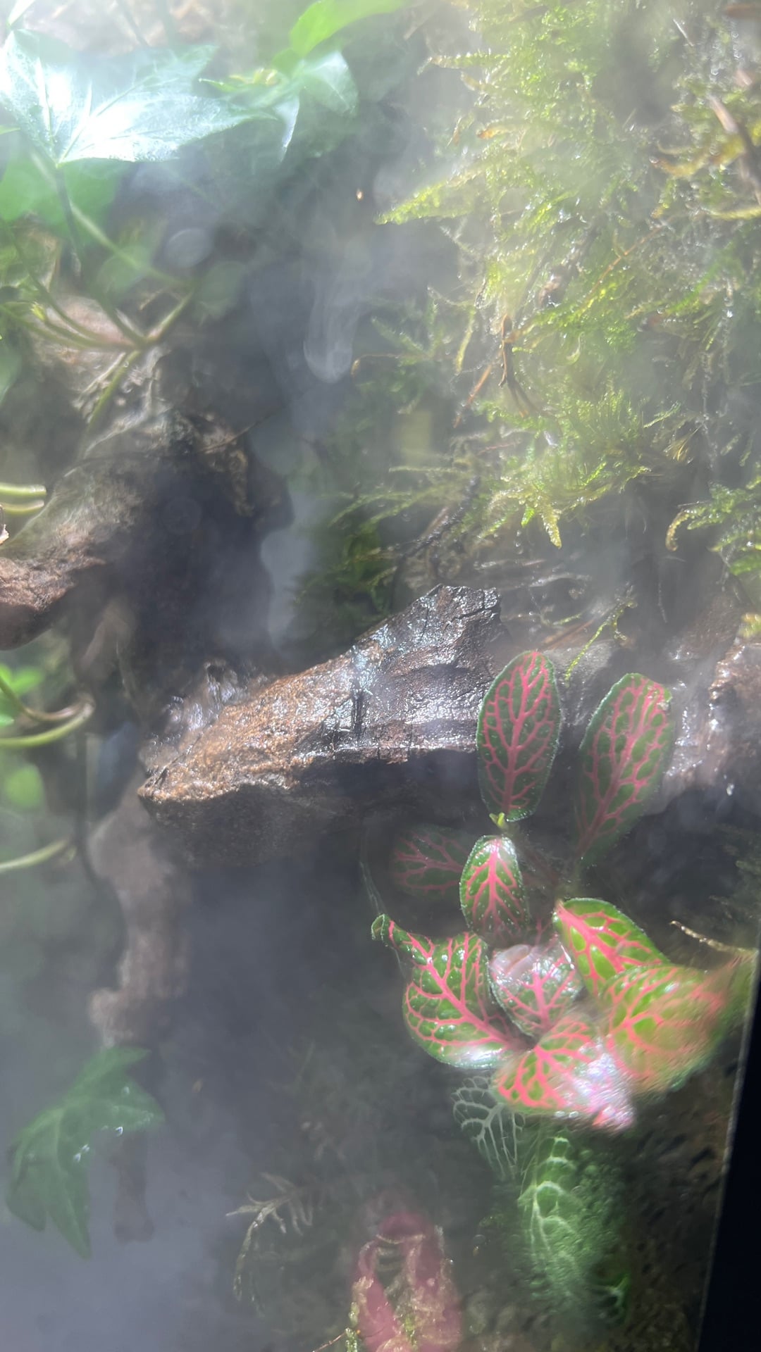  paludarium/terrarium for sale  - Image 2
