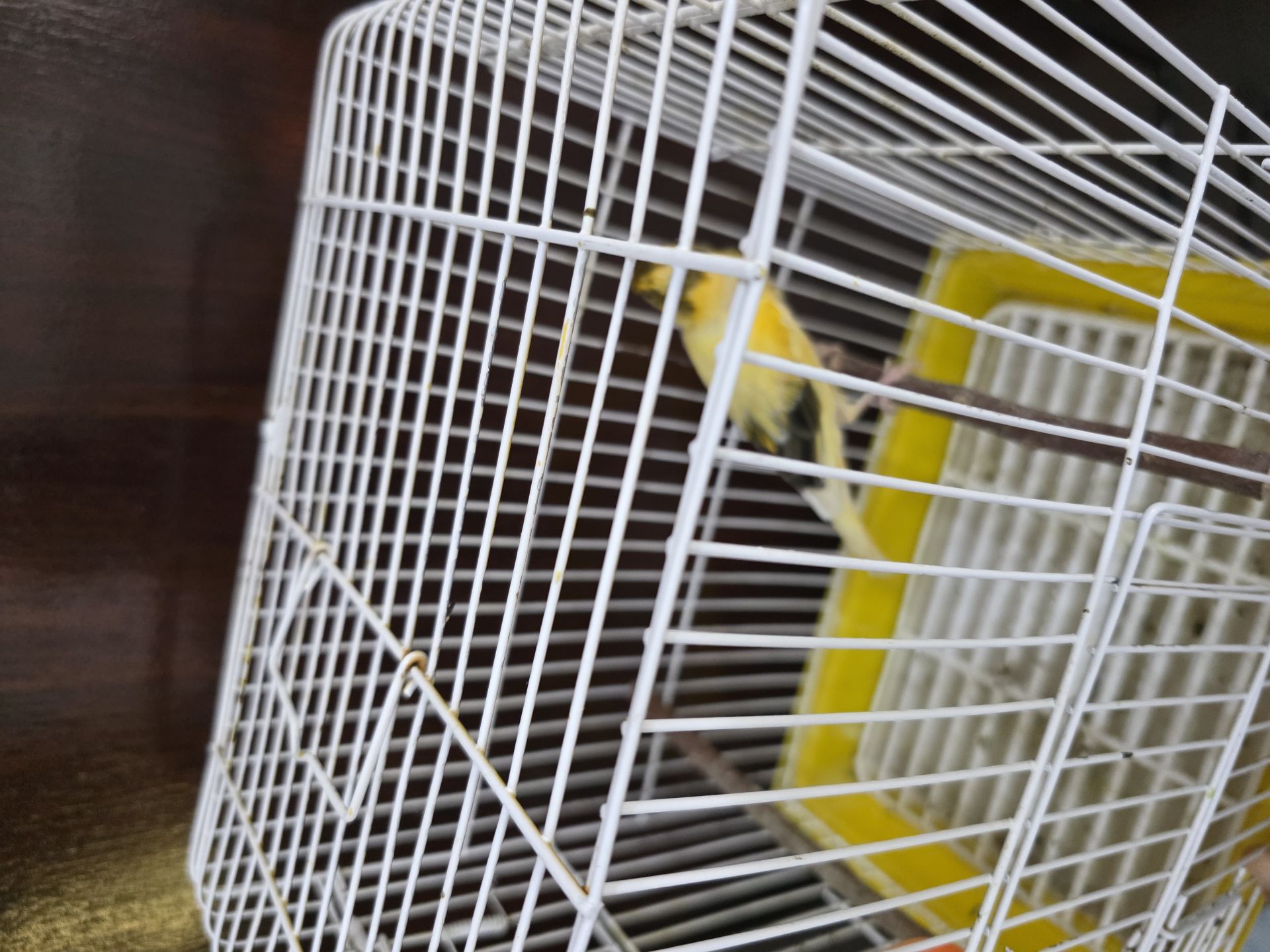 Canary Male Ready - Image 4