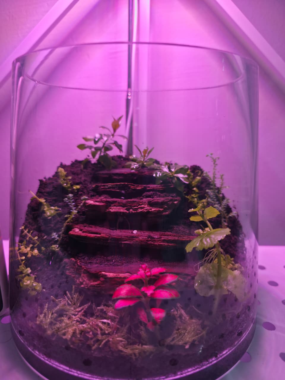 Handcrafted Mini Terrarium – Low Maintenance Indoor Garden - Image 5