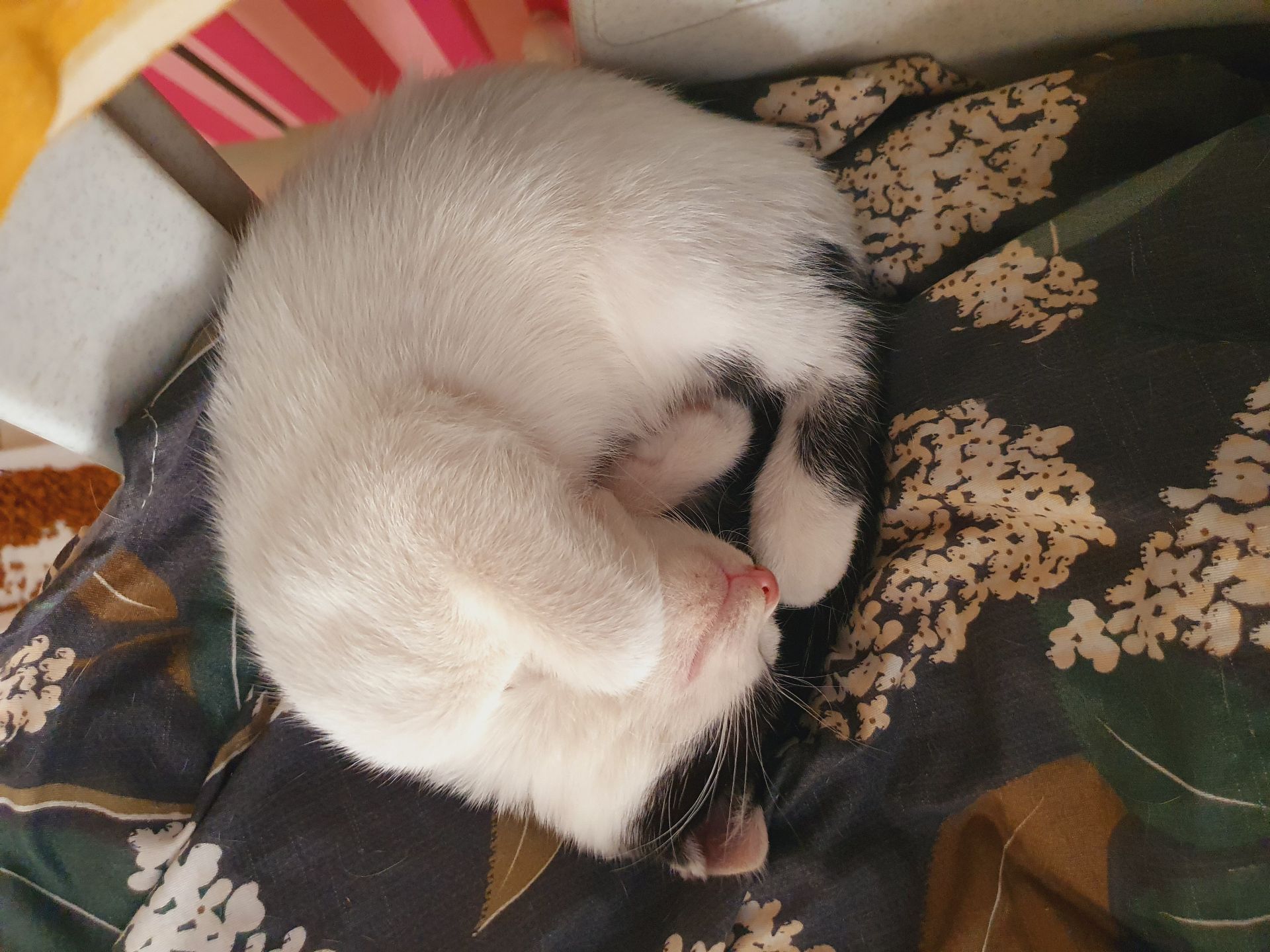 2.5 month's old kittens for adoption  - Image 5