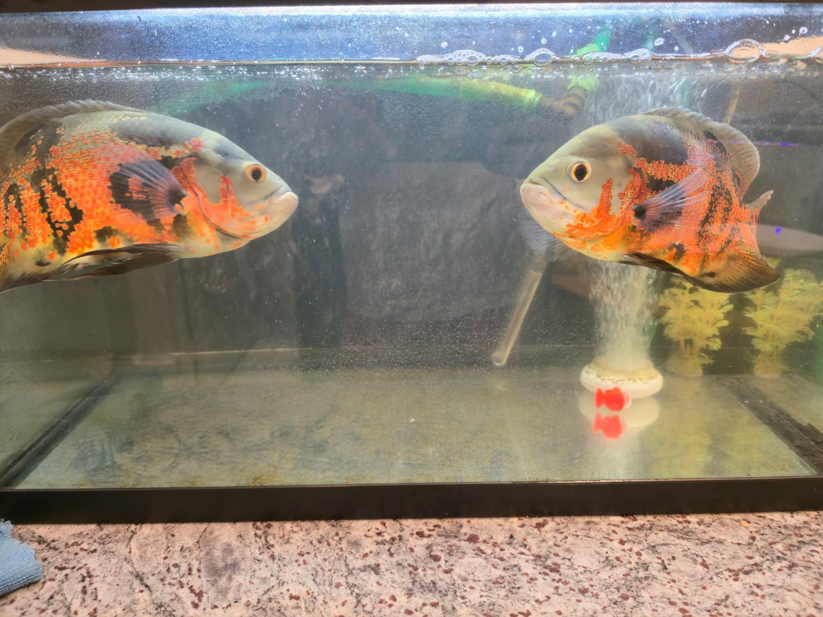 2 Big Oscars for Sale - Image 3