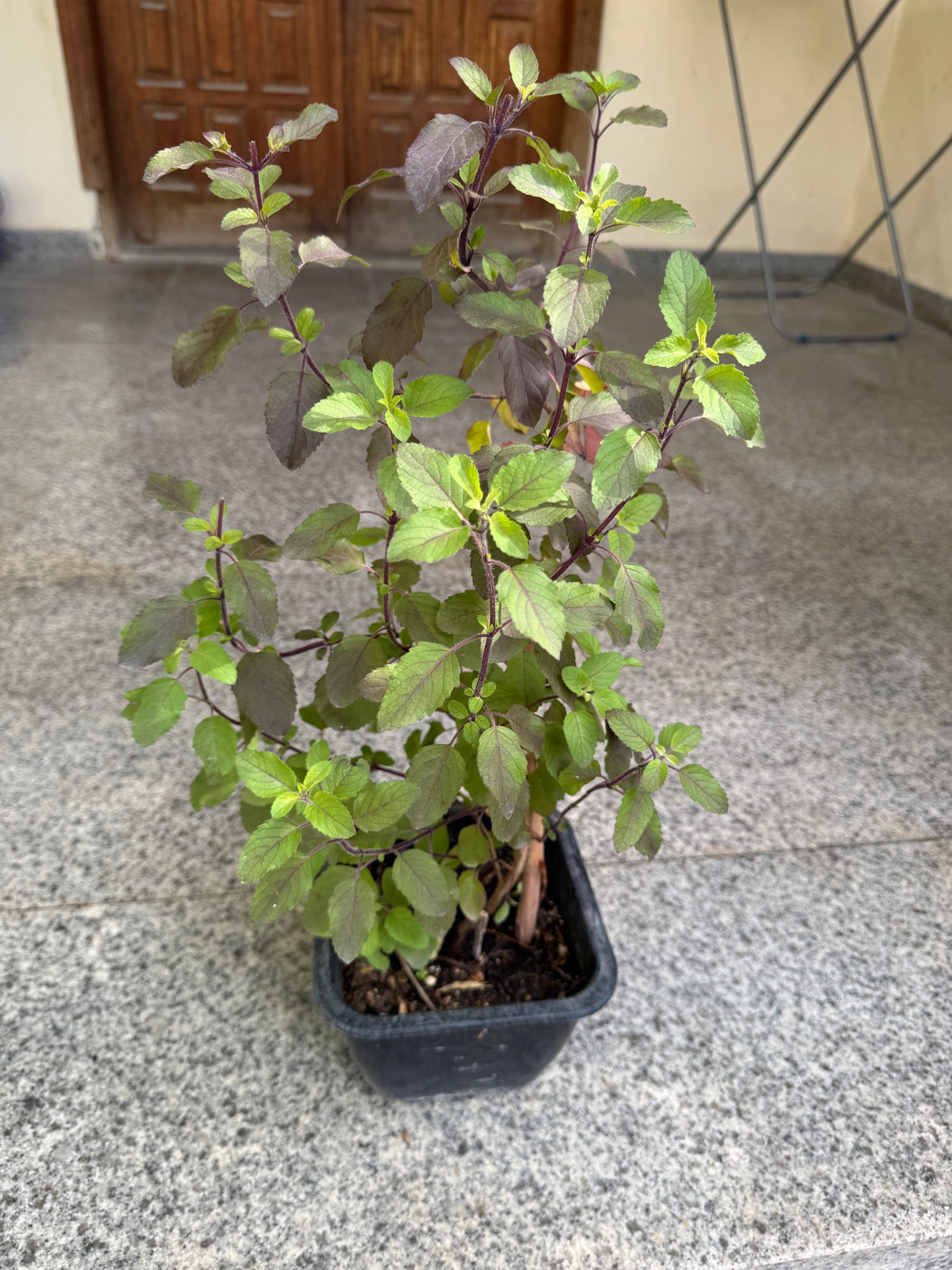 Plants for sale - Image 6