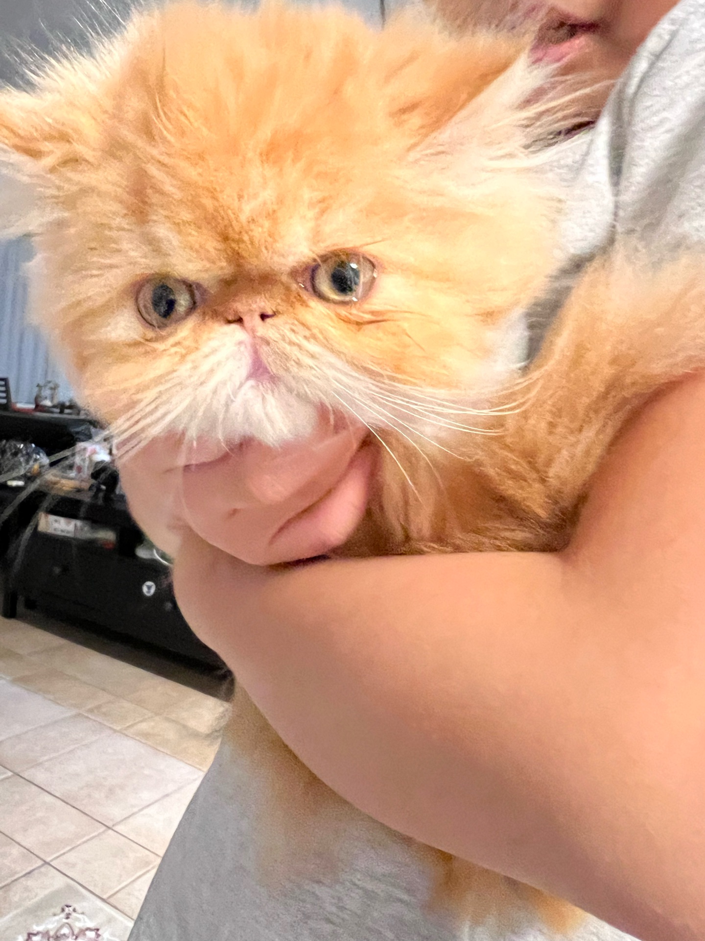 Cute Persian kitten - Image 10