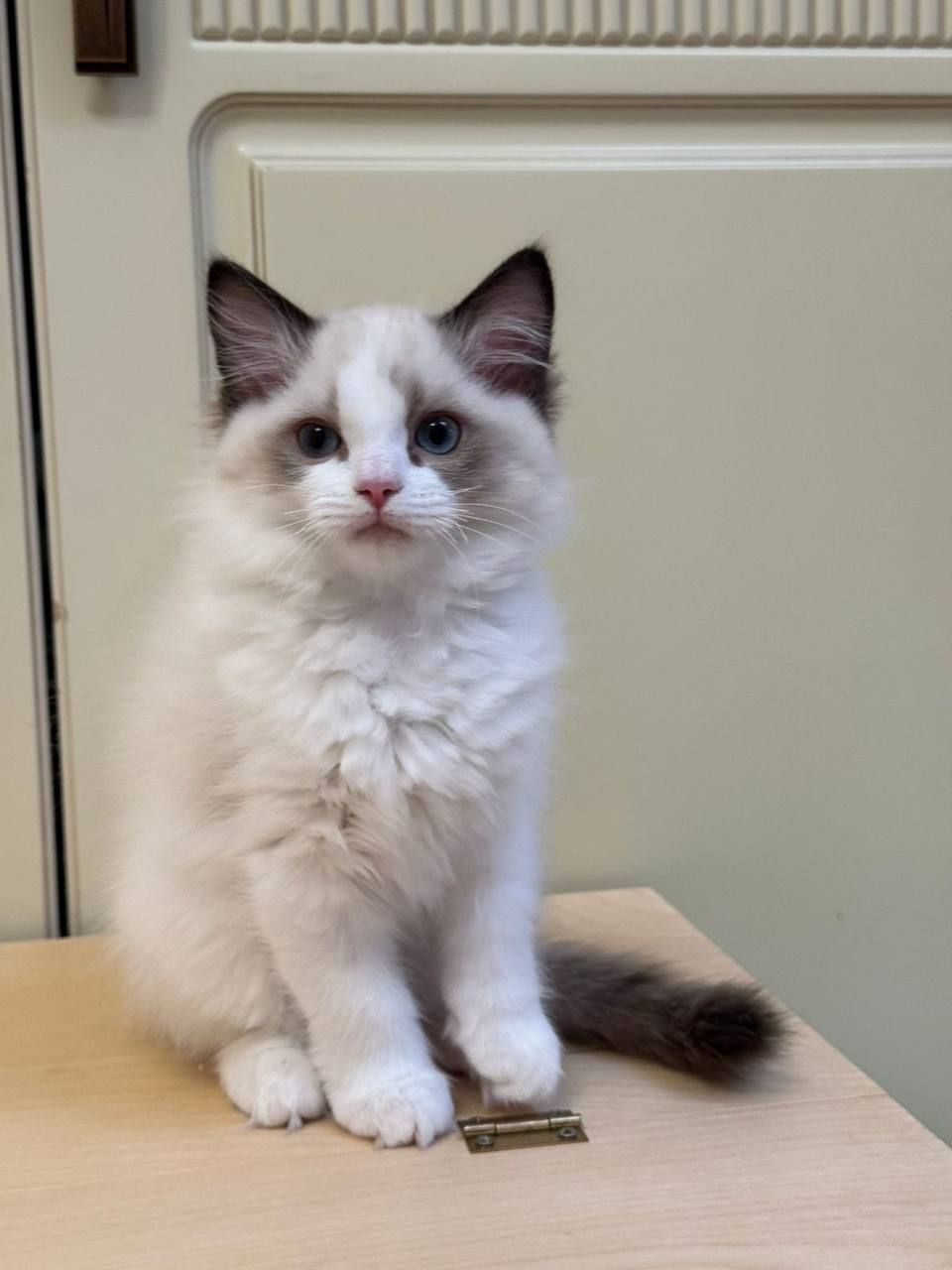 Cute Ragdoll Kittens For Adoption  - Image 3