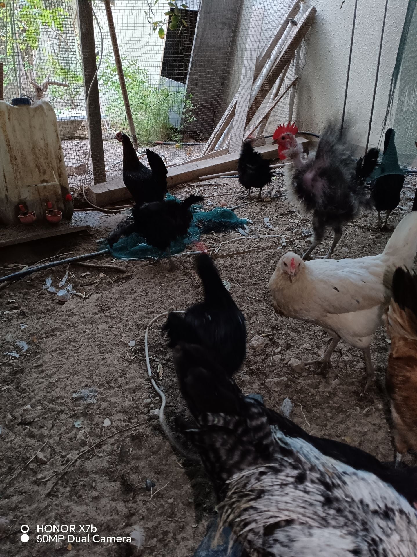 Desi egg laying  - Image 4