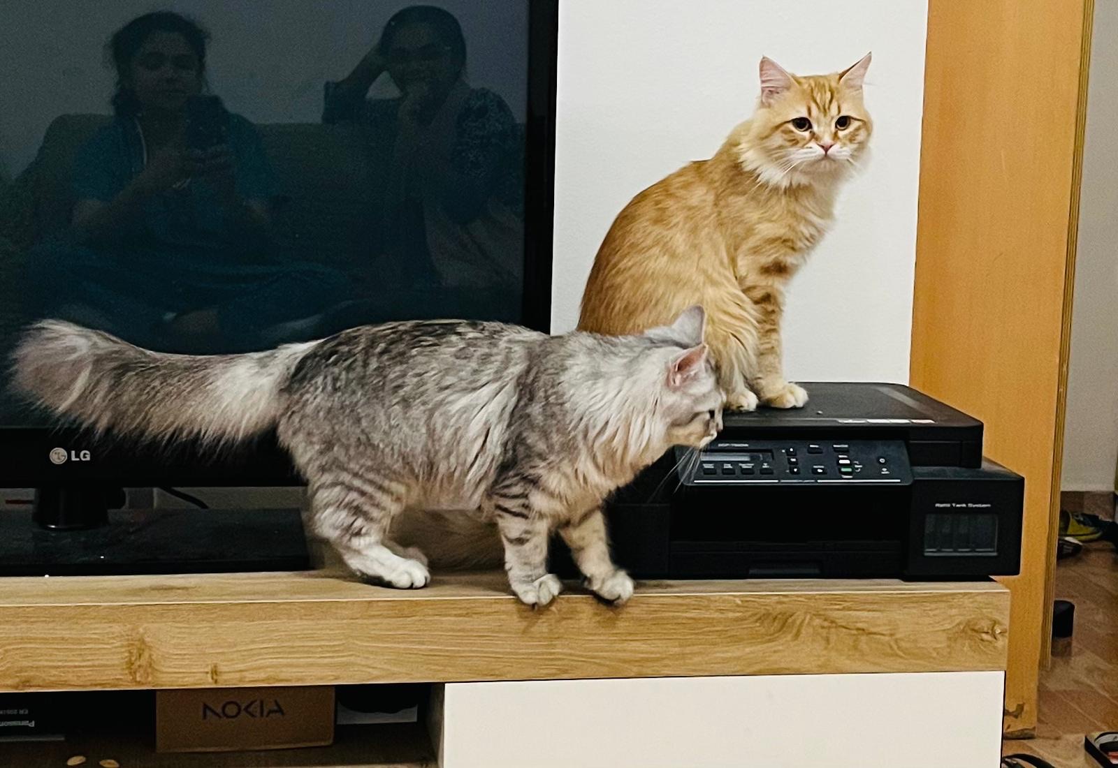 Vaccinated Half-Persian Cats for Free Adoption  - Image 4
