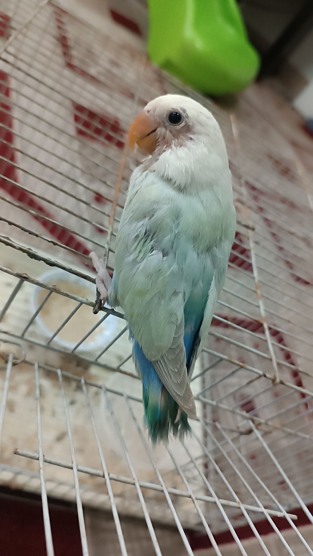 love bird baby for sale  - Image 6