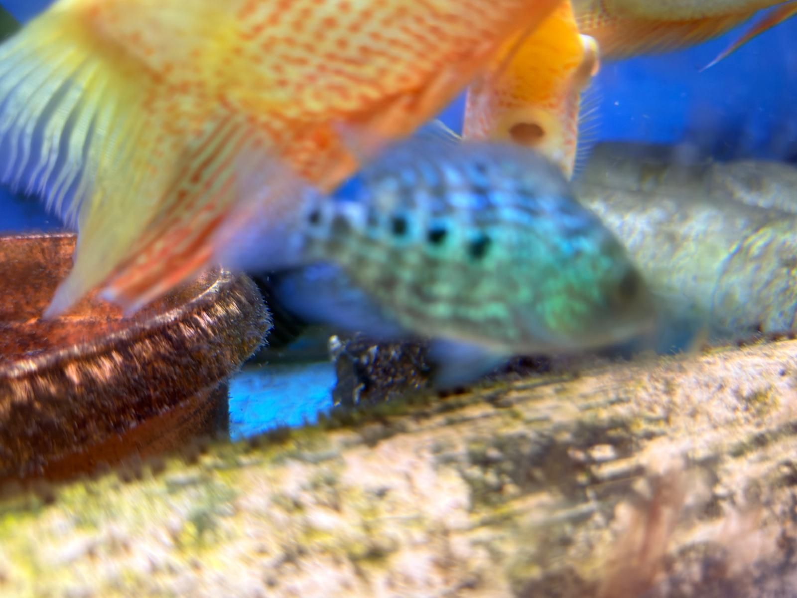 Flowerhorn - Image 3