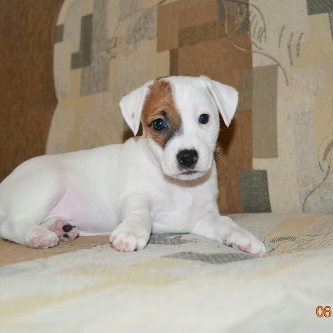 Jack Russell puppy  - Image 4