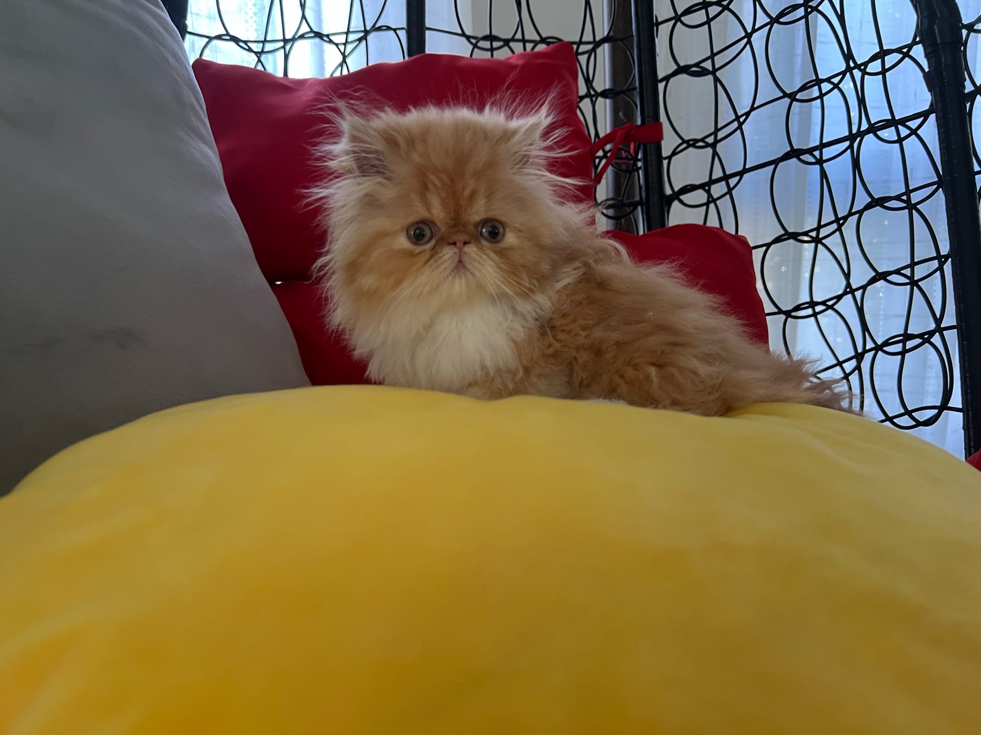 Cute Persian kitten - Image 3