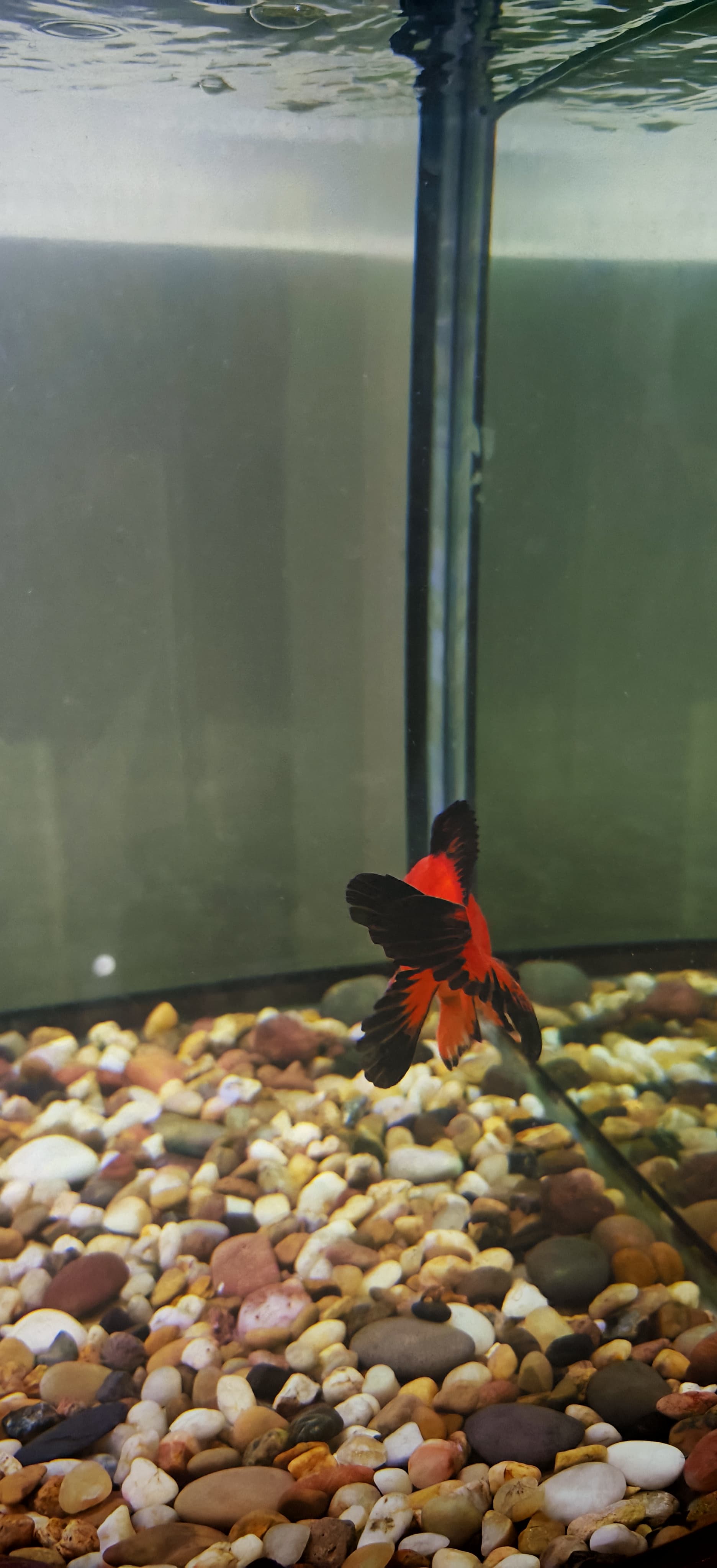 Red and black fantail goldfish for sale  - Image 4