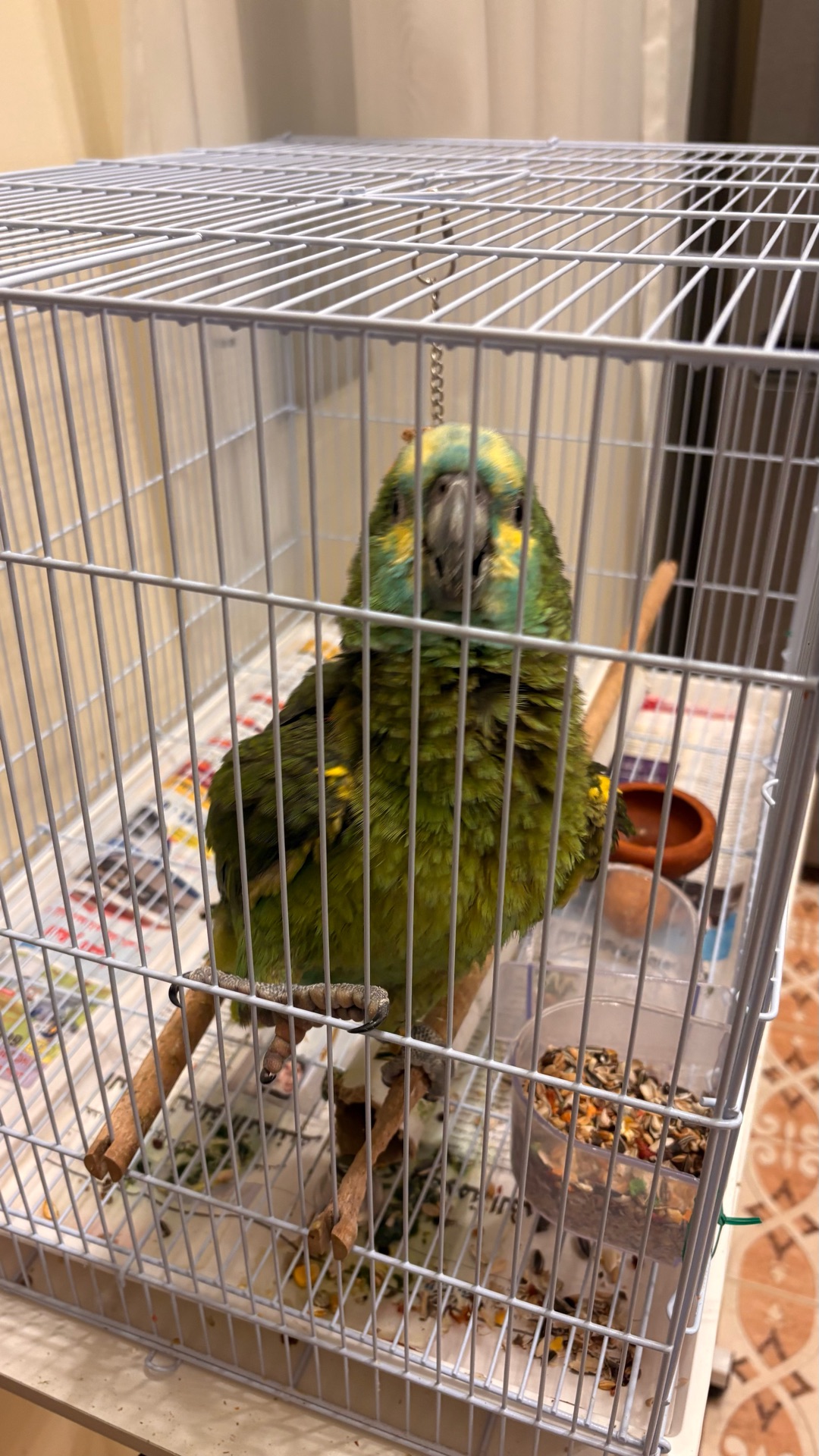 Young Amazon bird - Image 1