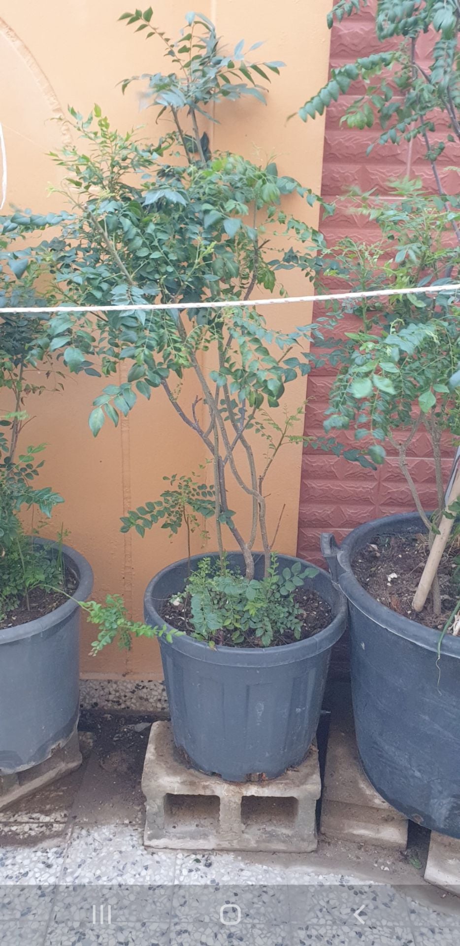 Curry leaves  - Image 3