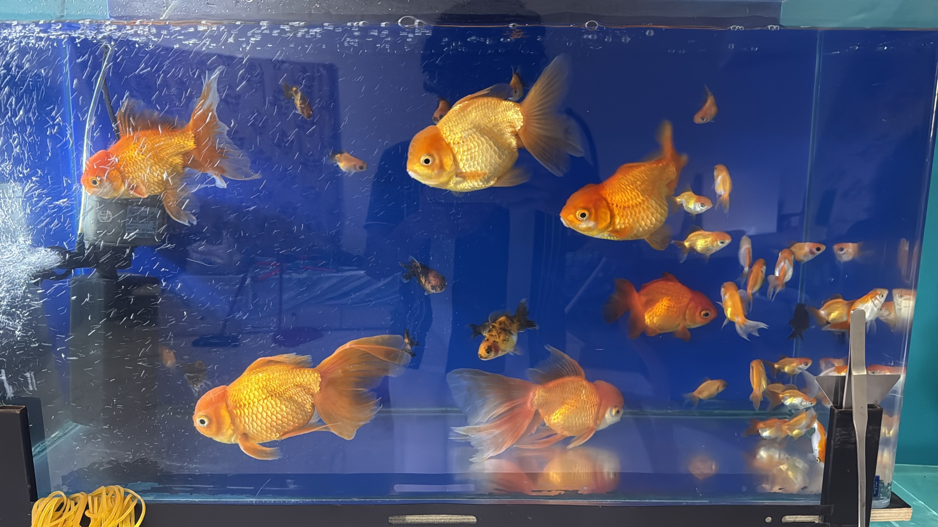 Oranda goldfish jumbo pair - Image 1
