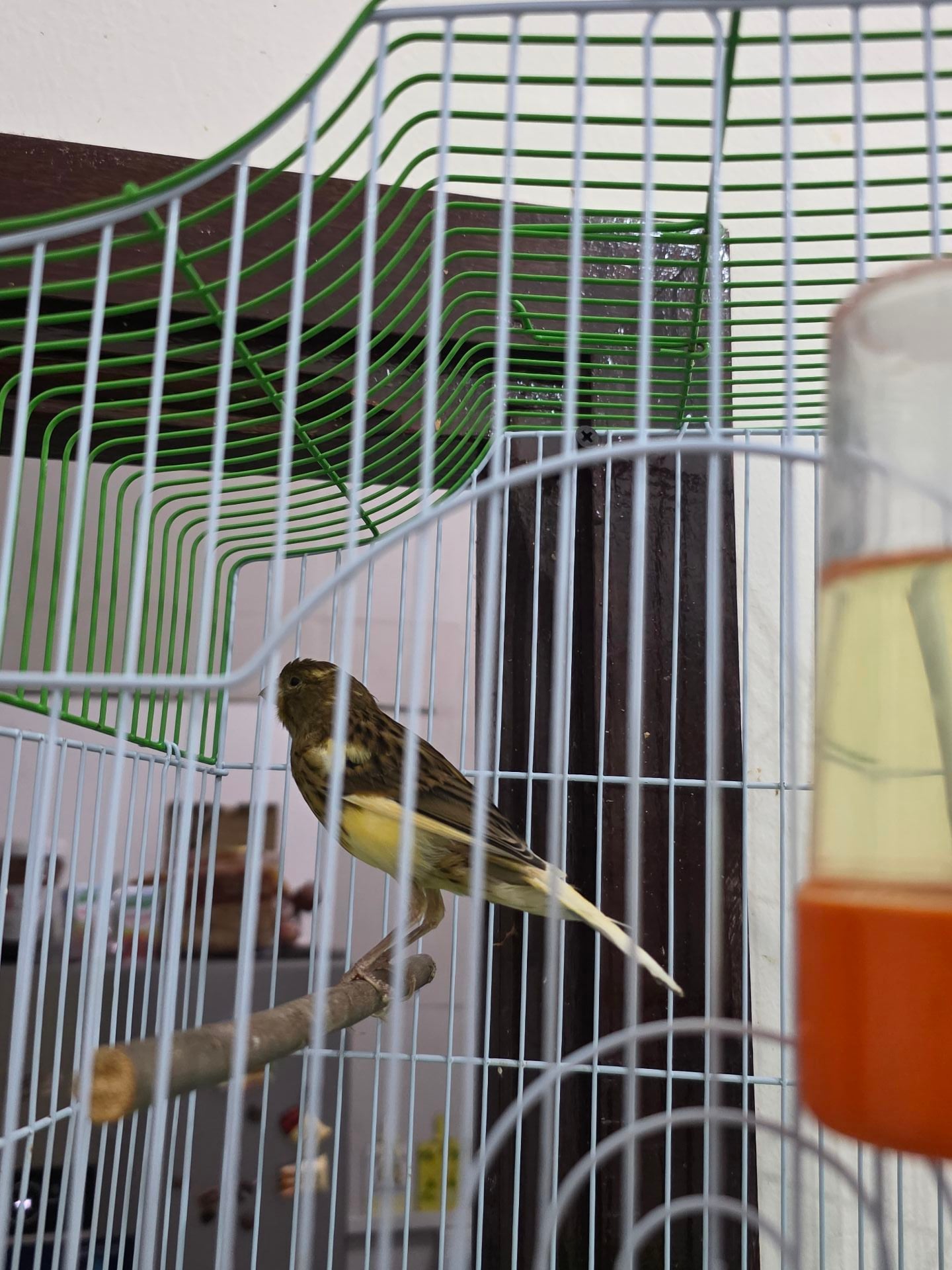 Canary male - Image 1