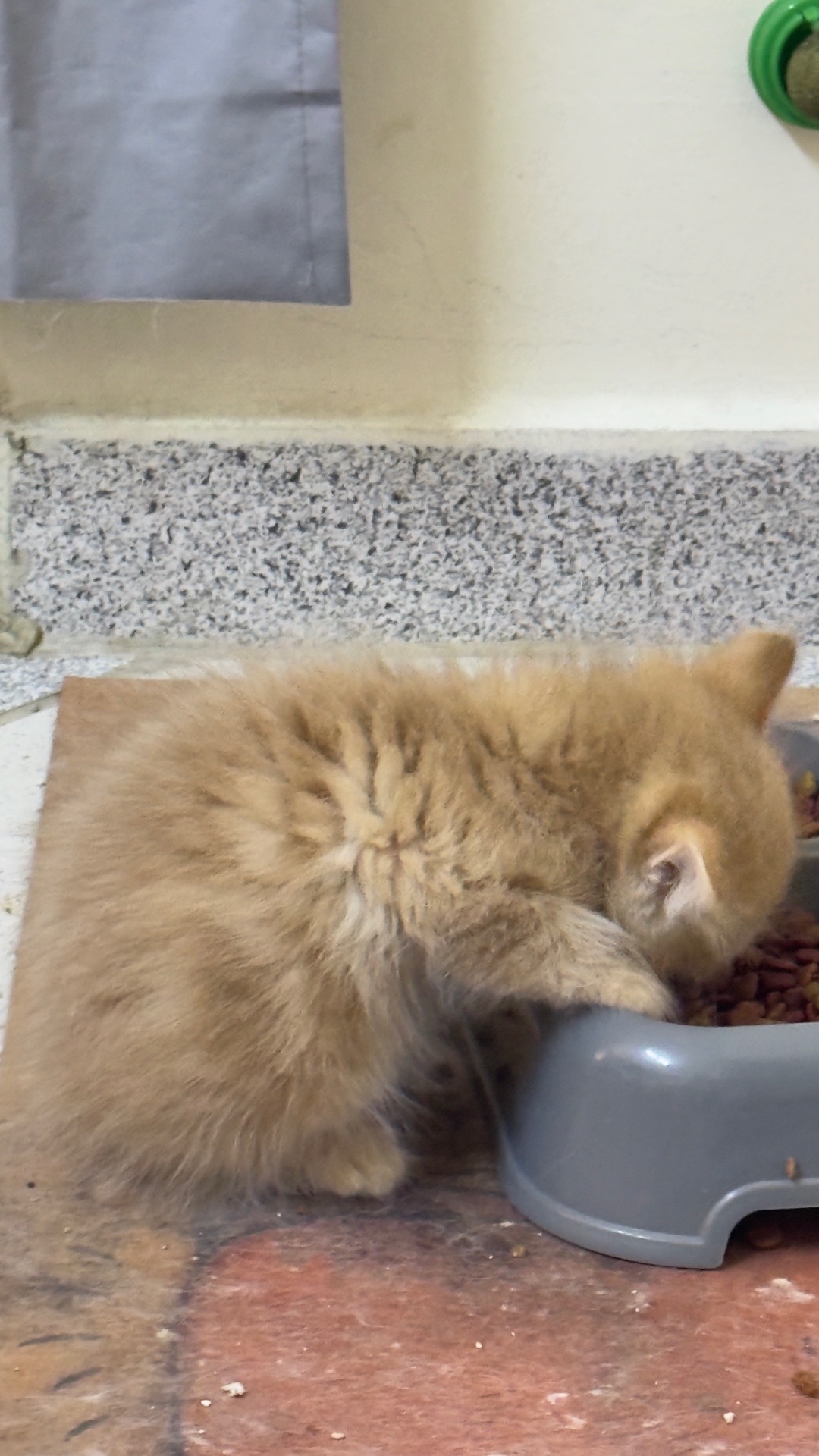 Female cat looking for a comfortable home, very caring, playful and cling.  - Image 5
